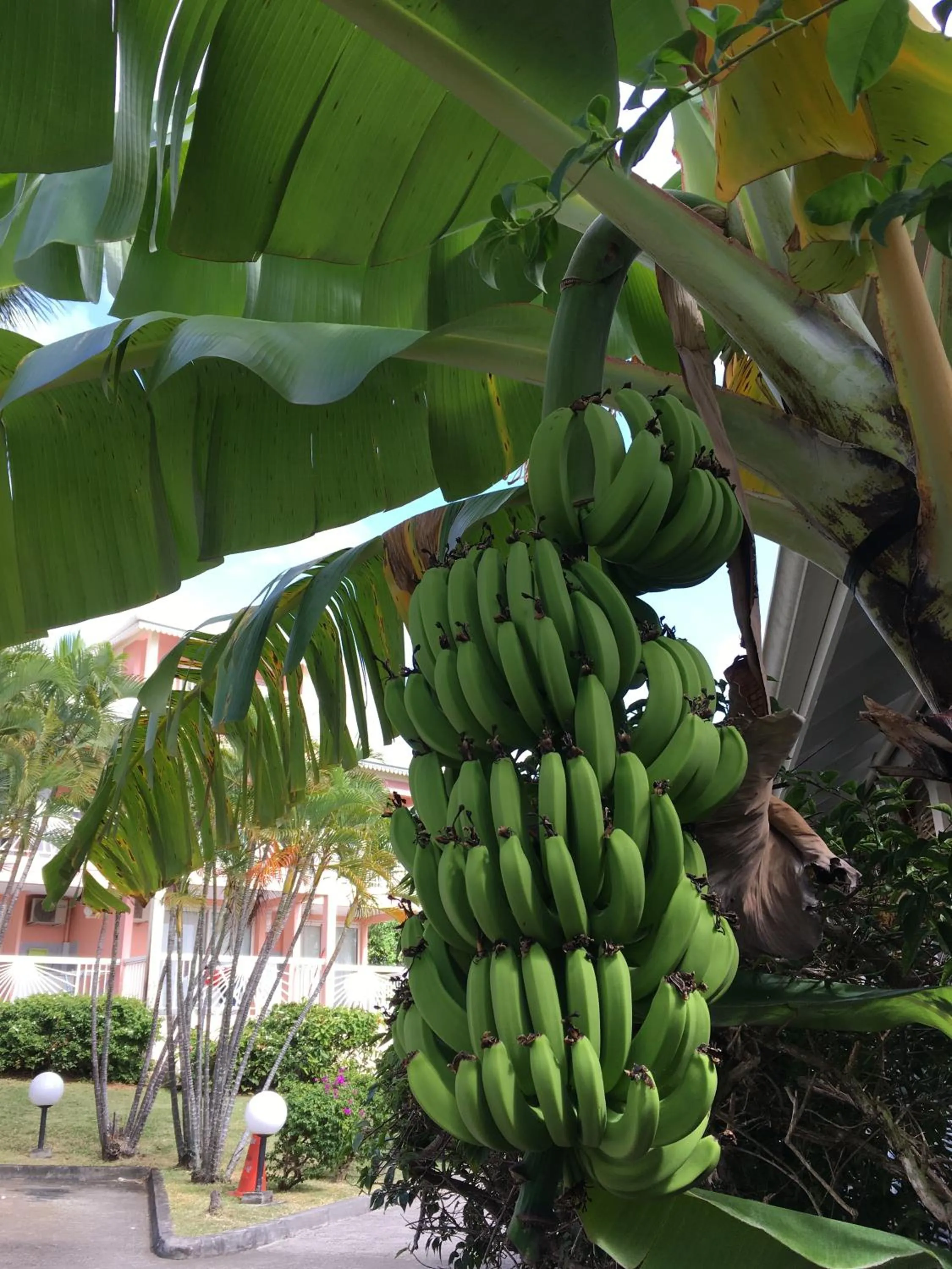 Day in Diamant Beach