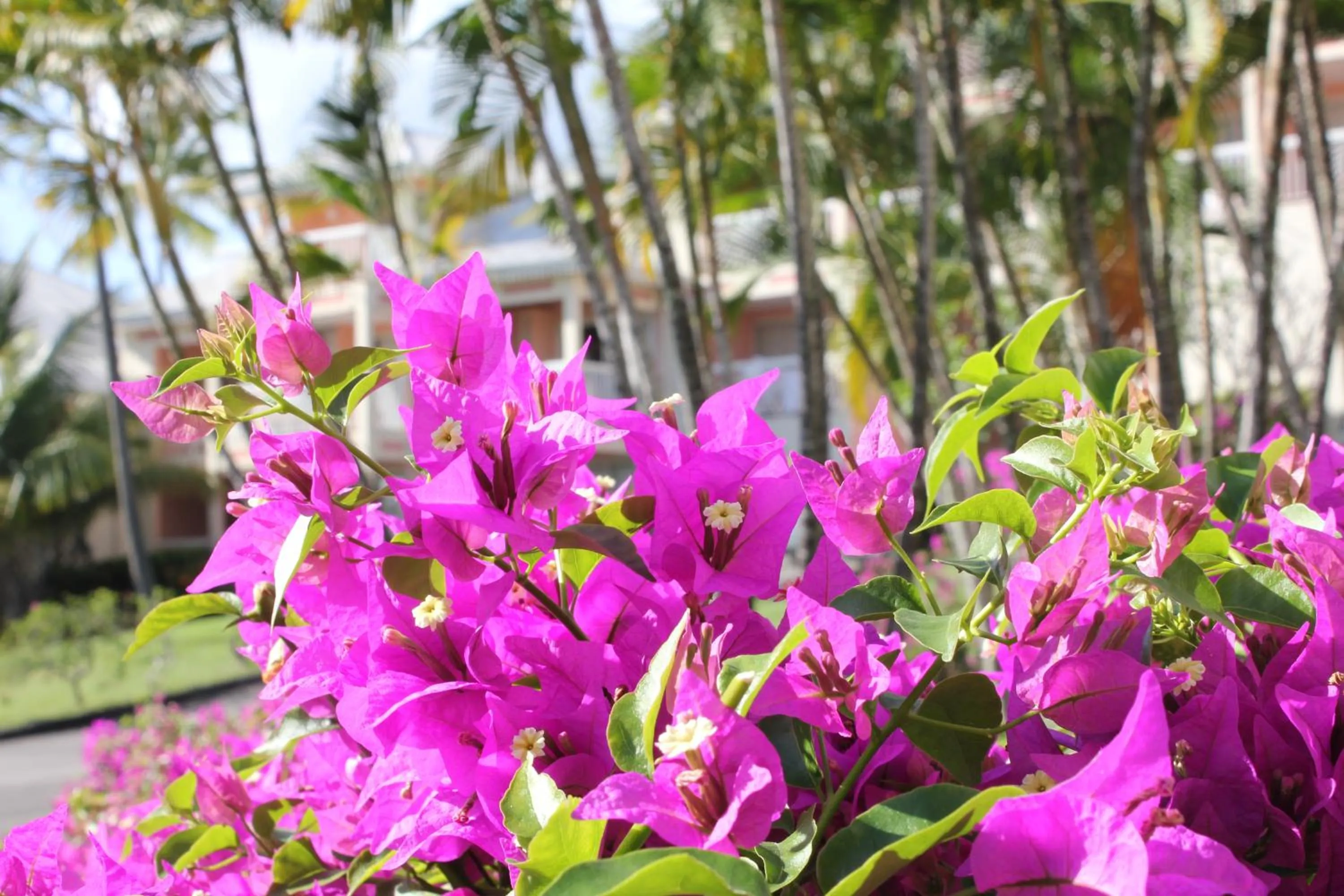 Day in Diamant Beach