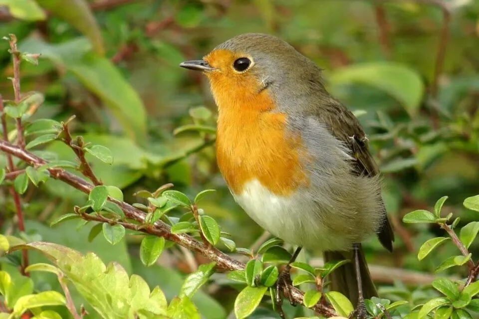 Natural landscape in Le Village Enchanteur