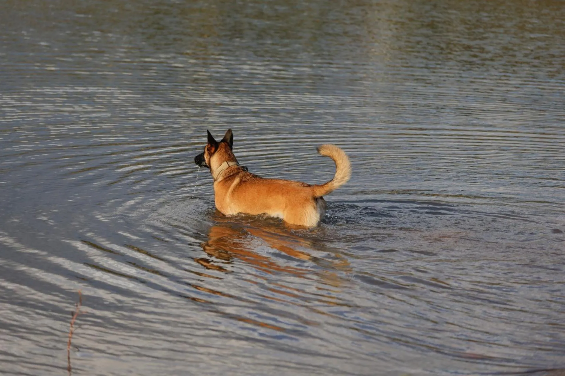 pet friendly in First Group Qwantani