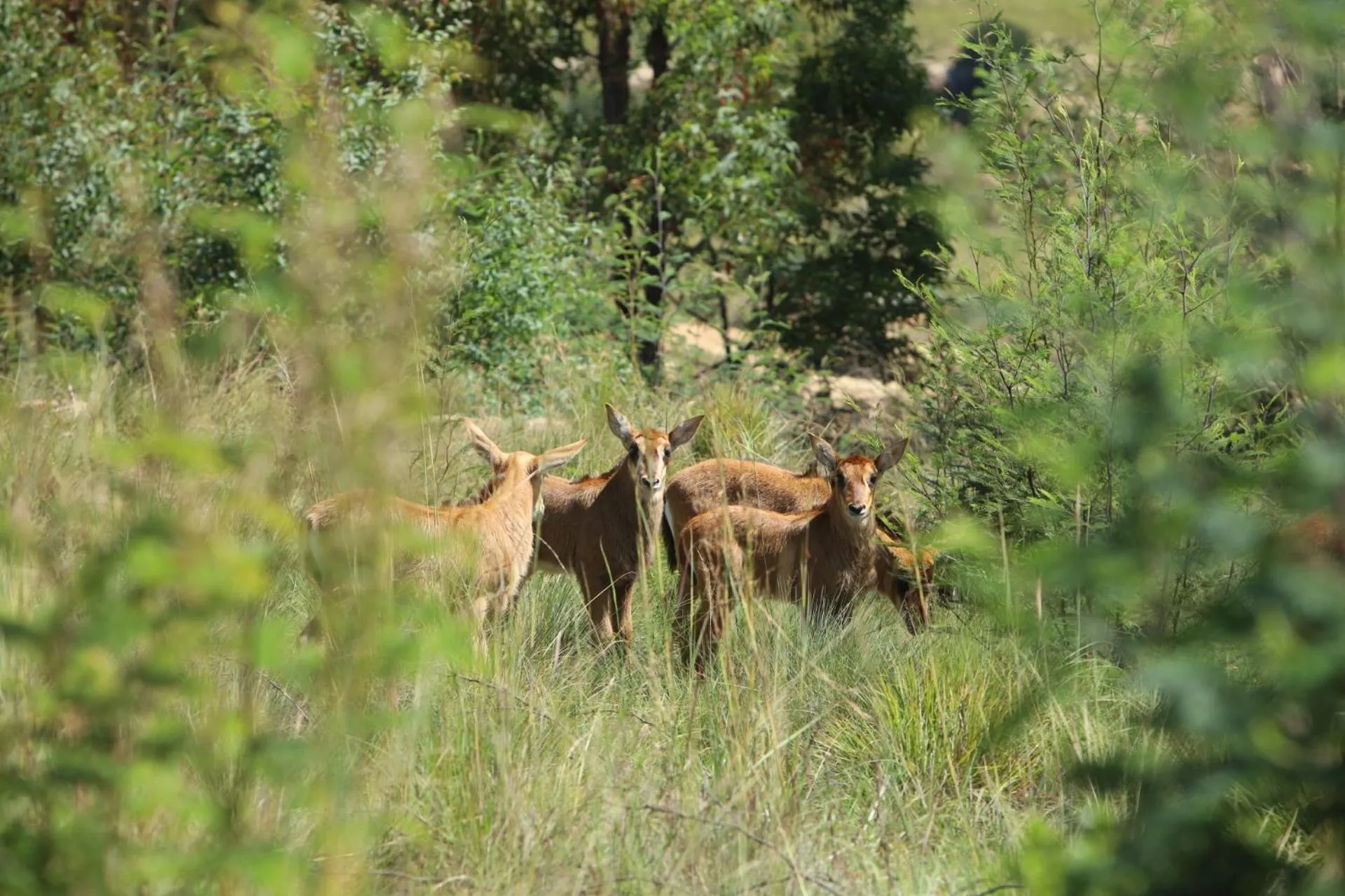 Animals in First Group Qwantani