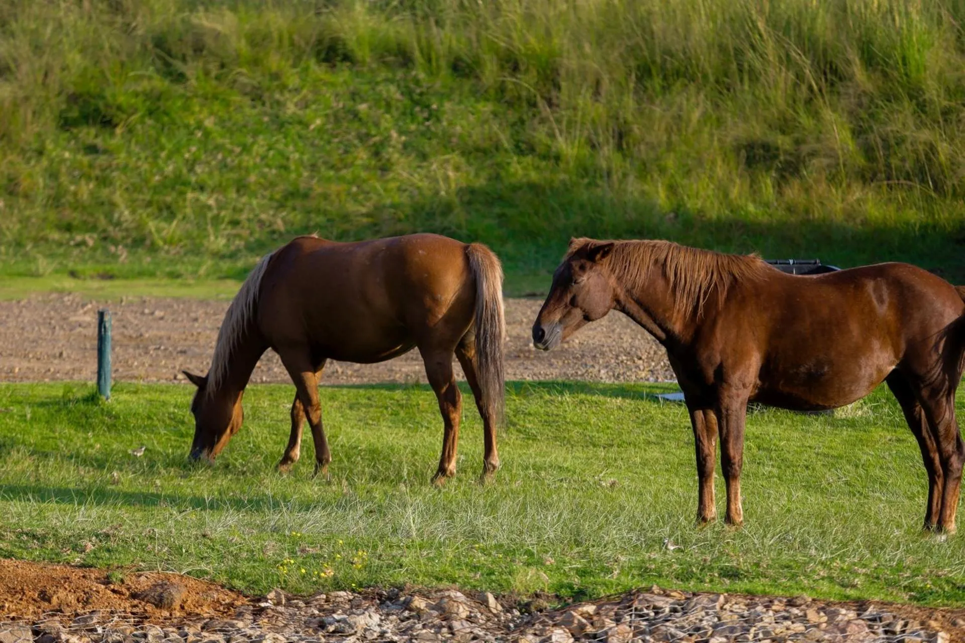 Horse-riding in First Group Qwantani