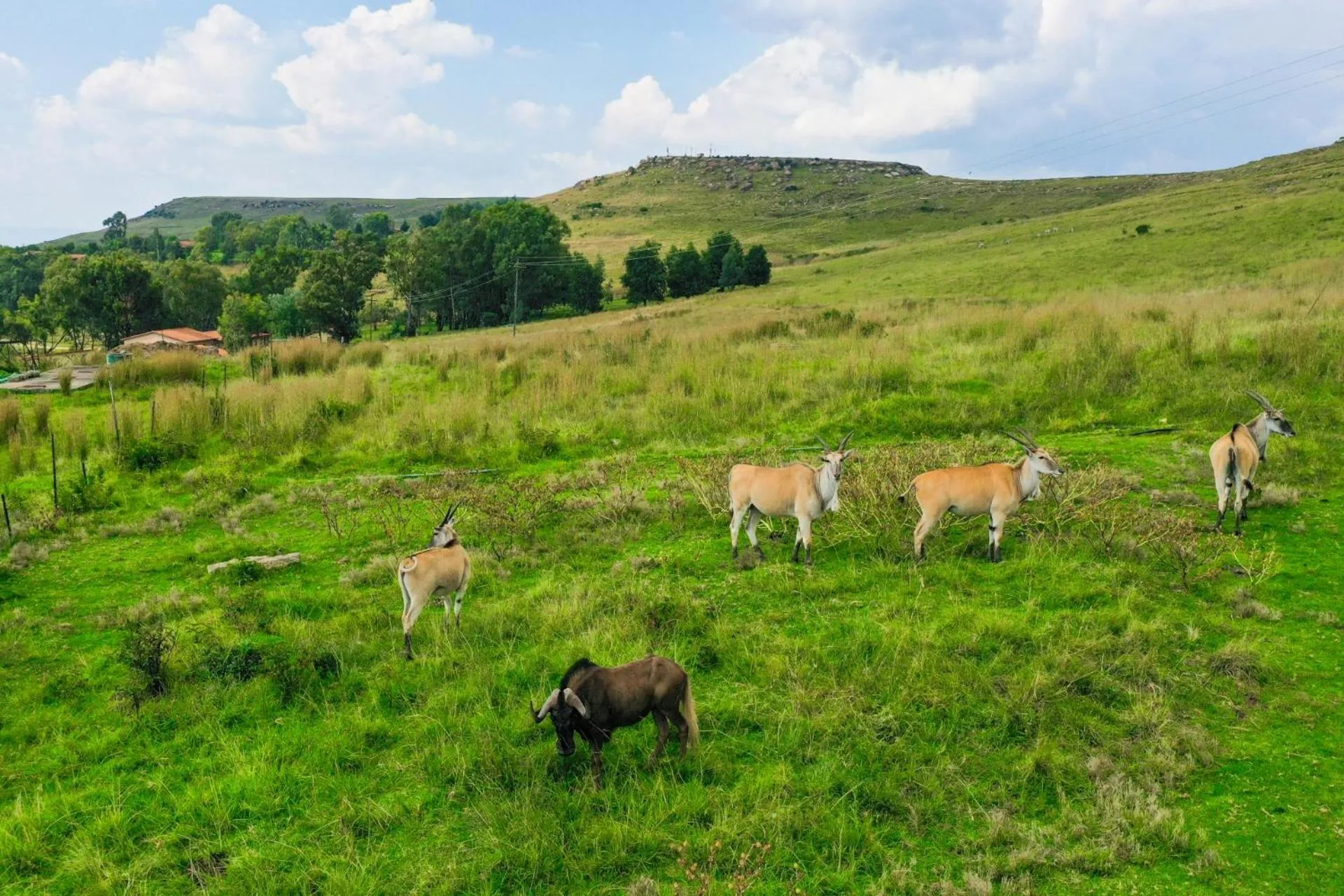 Animals in First Group Qwantani