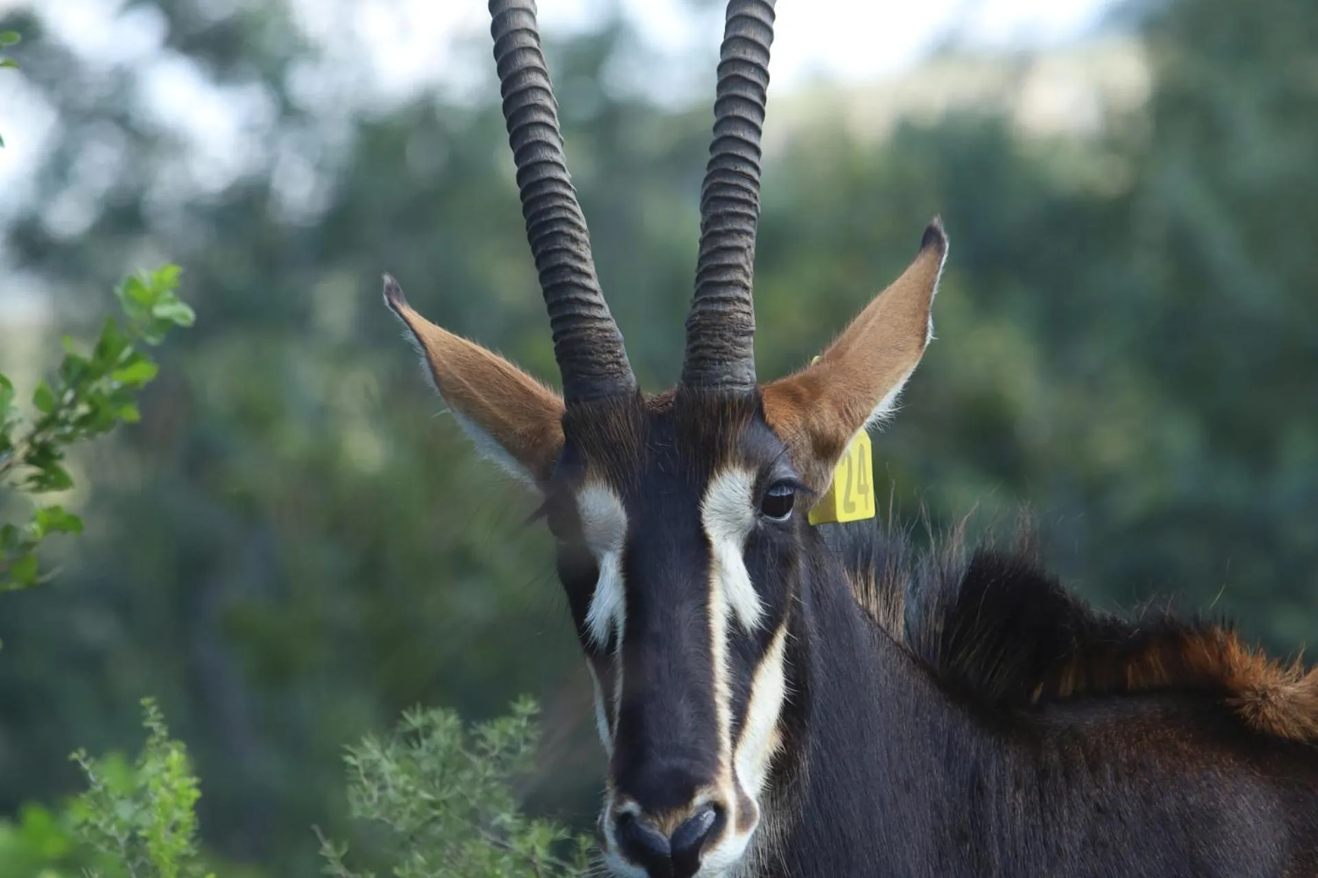 Animals in First Group Qwantani