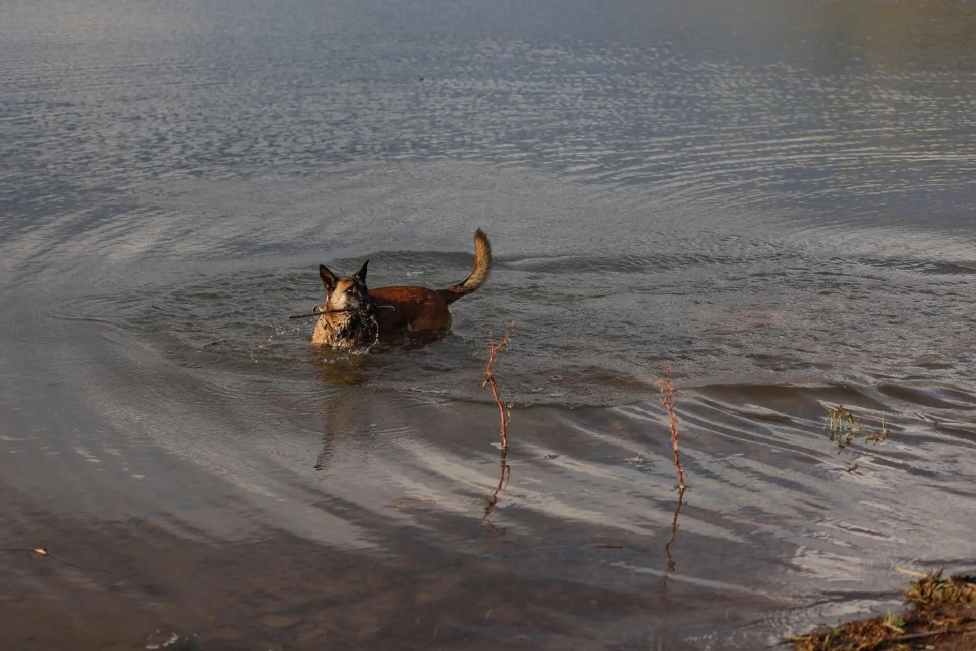 pet friendly in First Group Qwantani