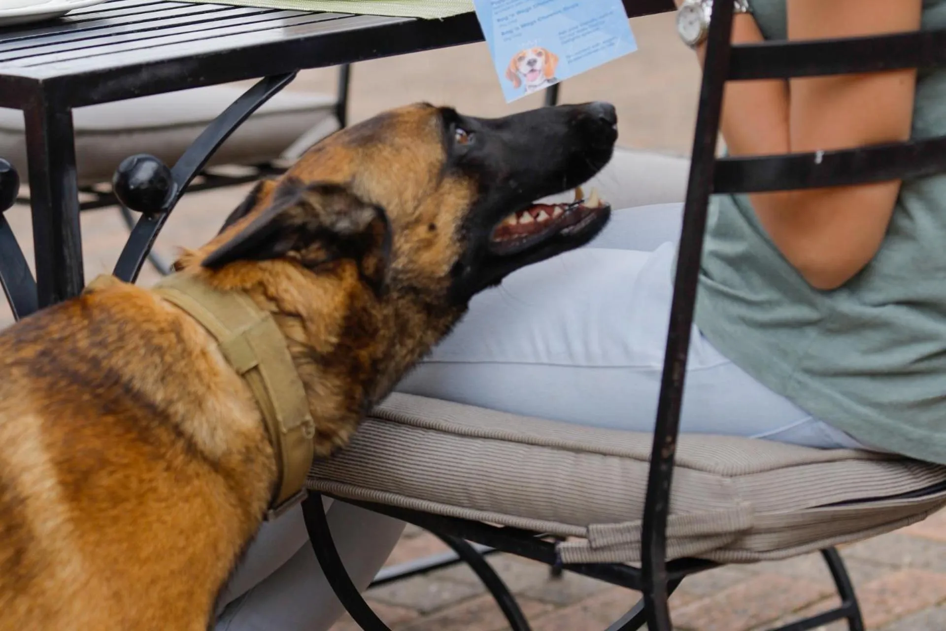 pet friendly in First Group Qwantani