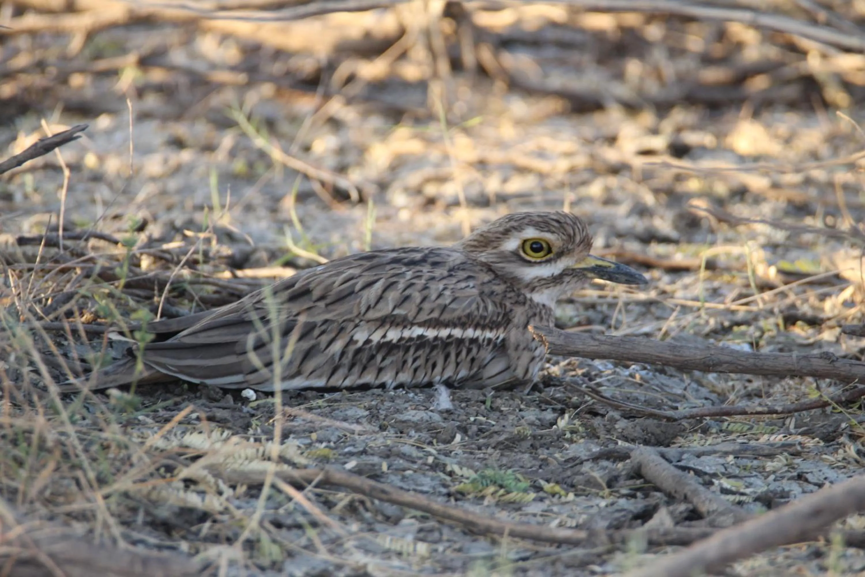 The Blackbuck Trails Velavadar