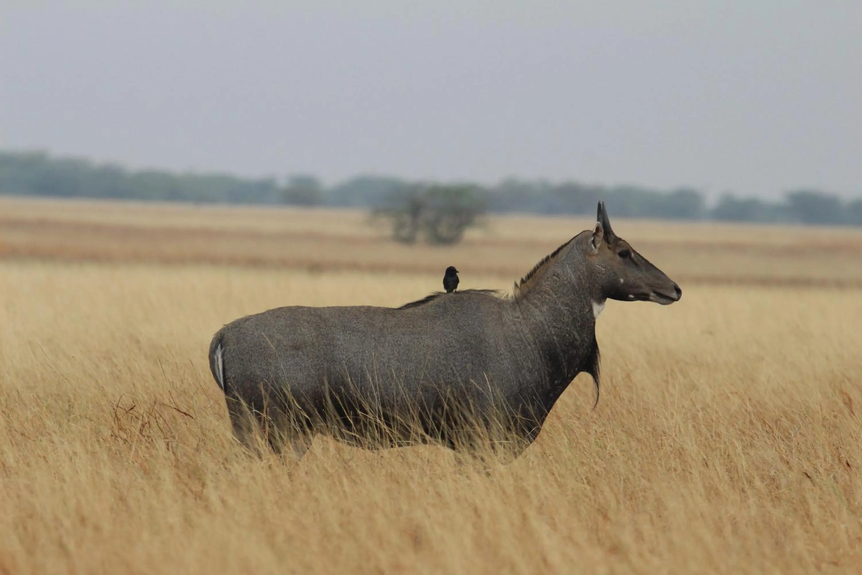 The Blackbuck Trails Velavadar