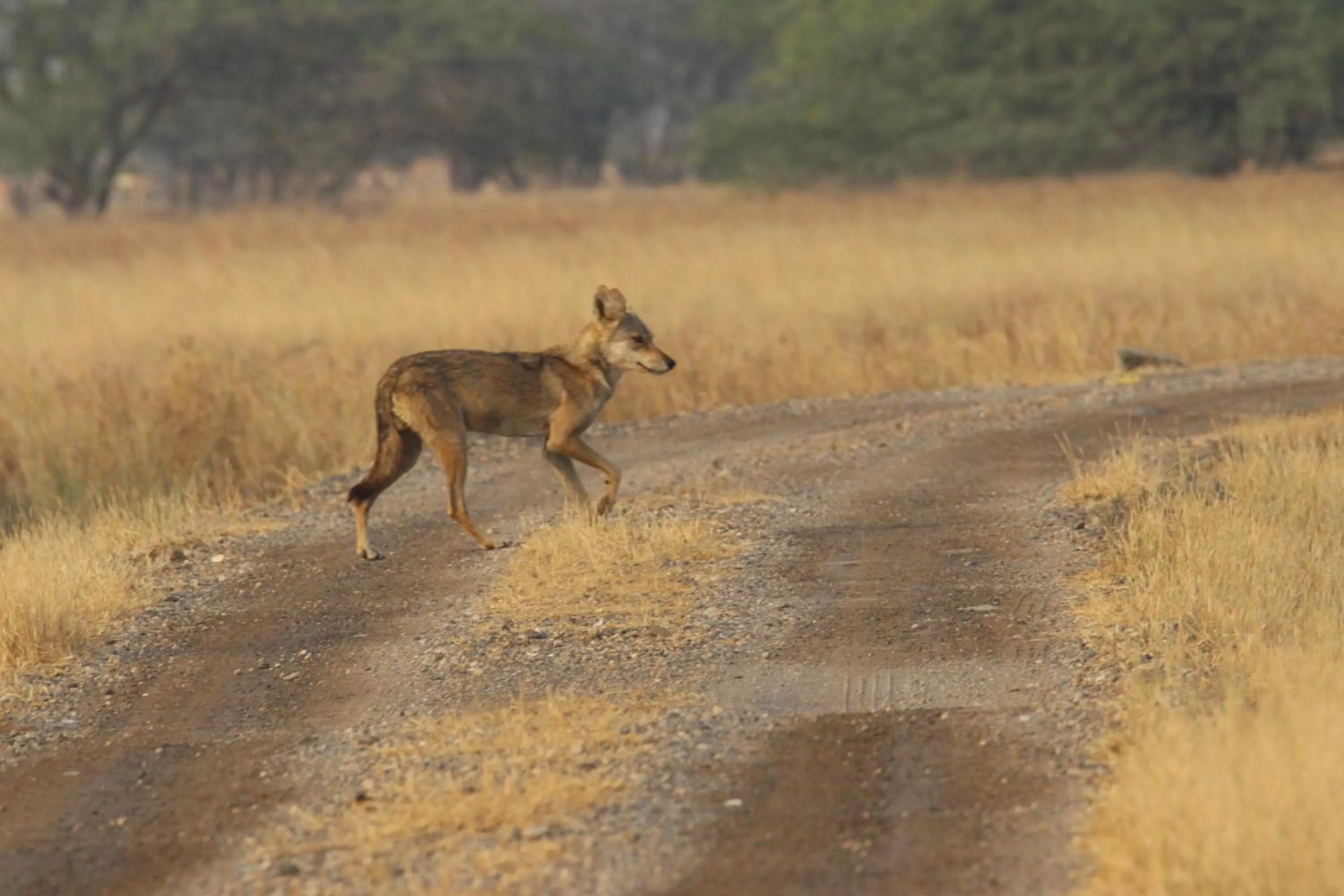 The Blackbuck Trails Velavadar