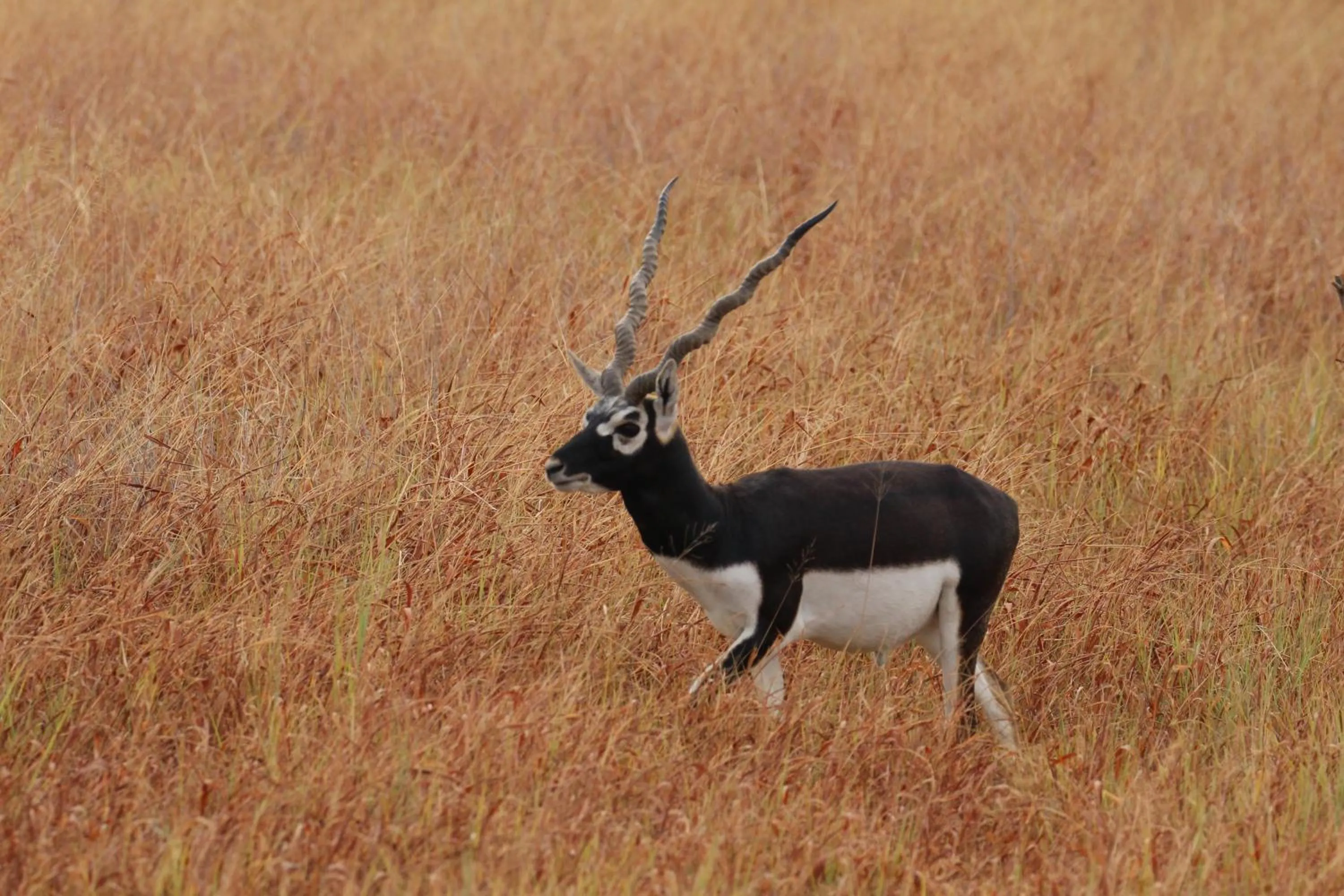 The Blackbuck Trails Velavadar