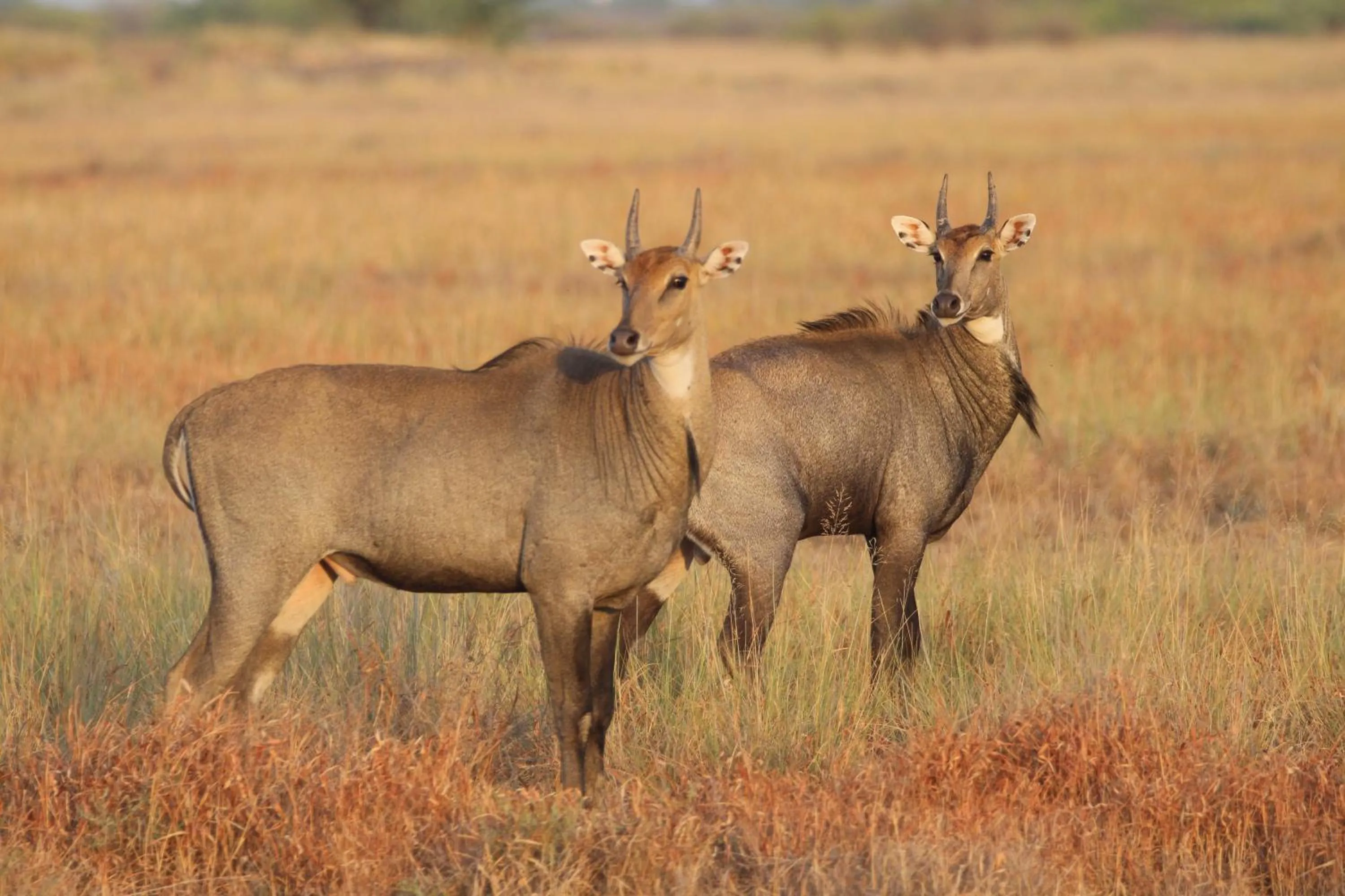 The Blackbuck Trails Velavadar