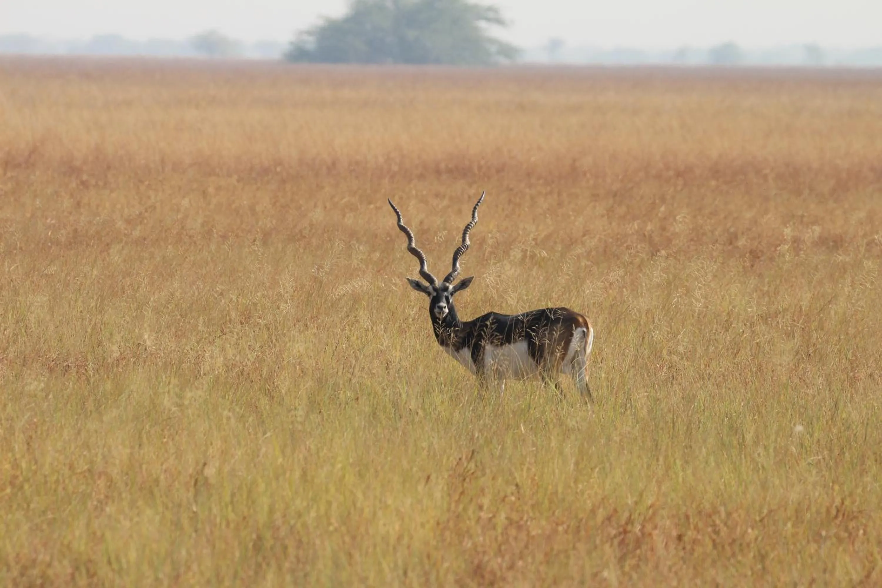 The Blackbuck Trails Velavadar