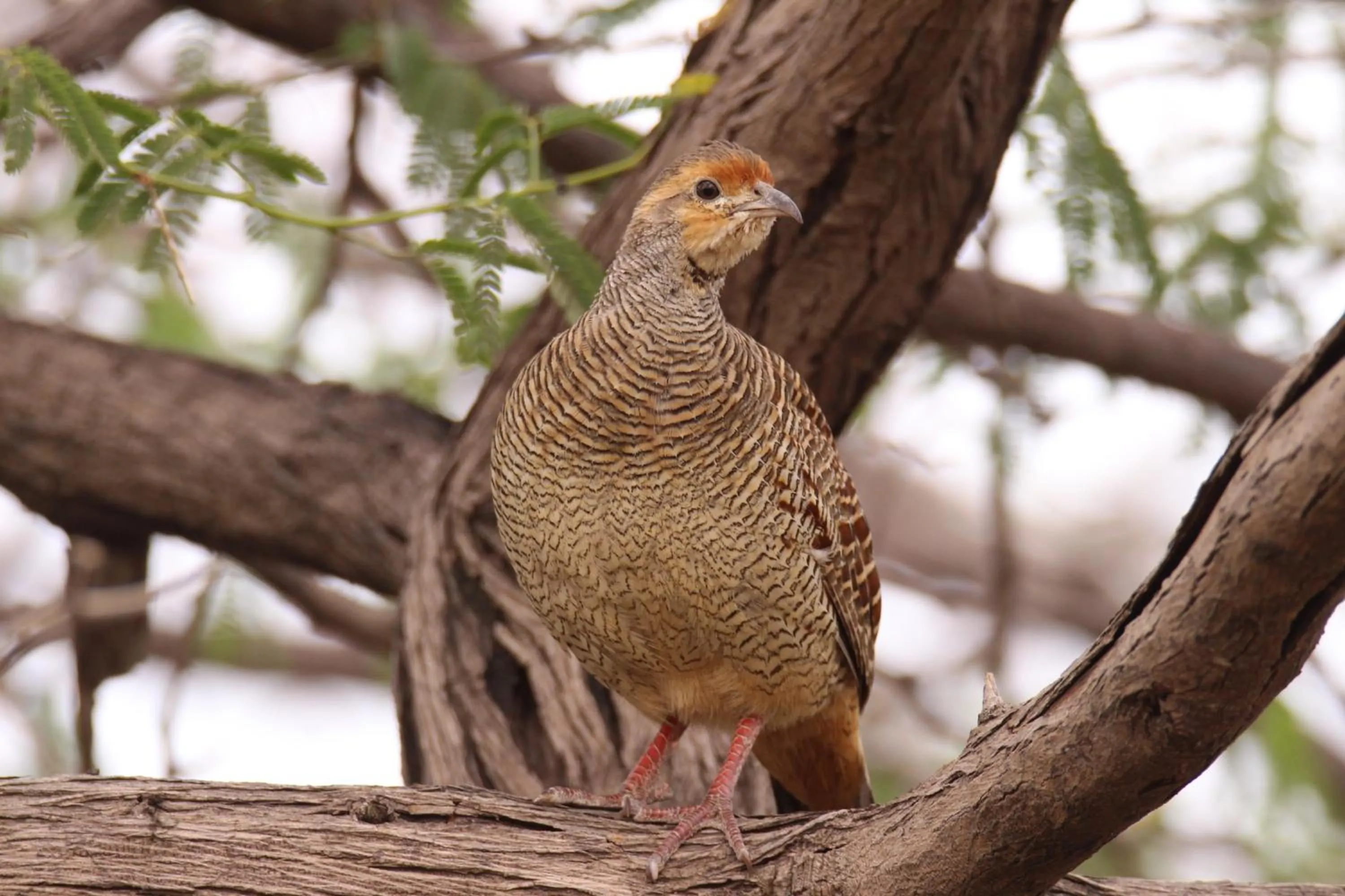 The Blackbuck Trails Velavadar