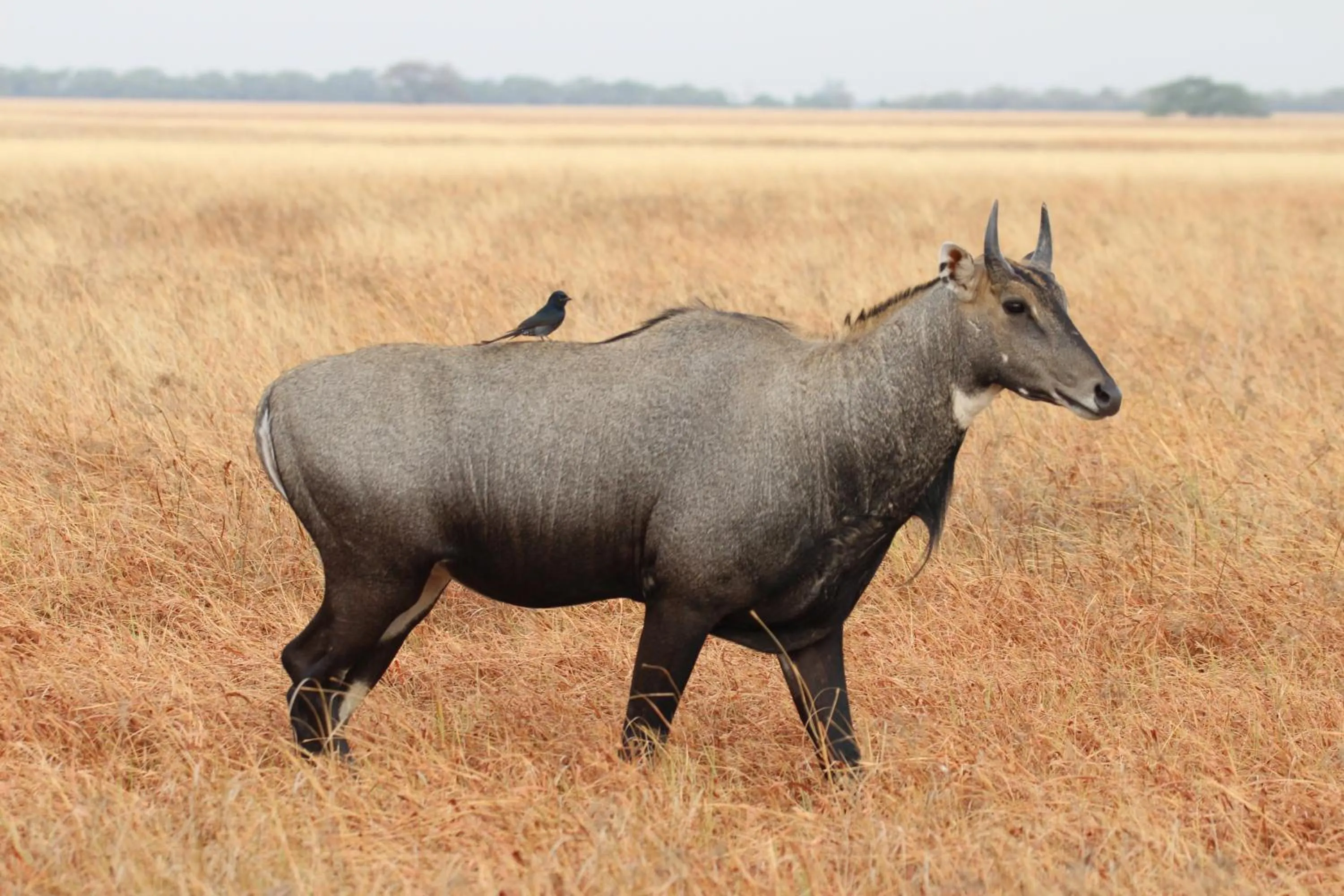 The Blackbuck Trails Velavadar