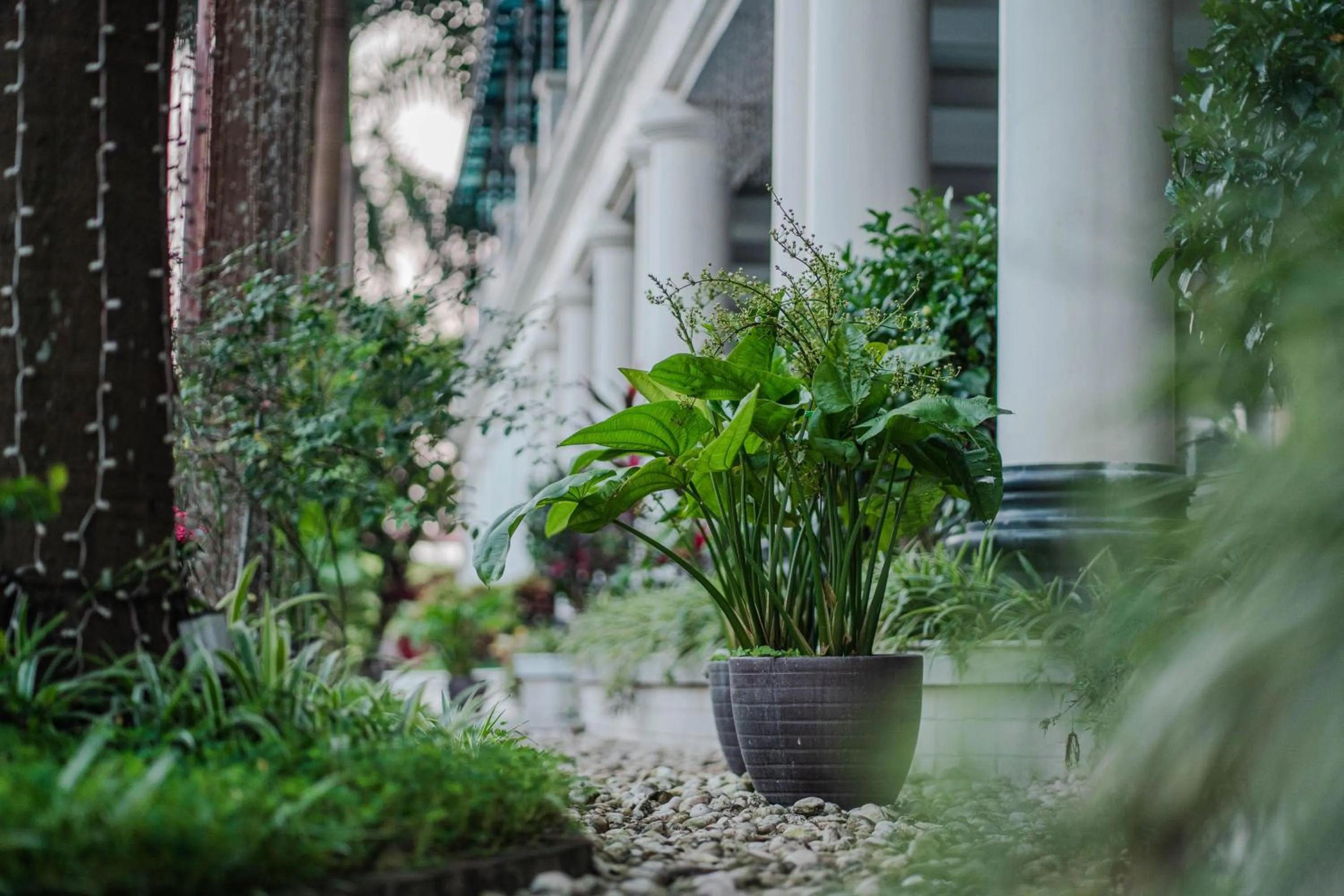 Spring in MAY PLAZA HOTEL