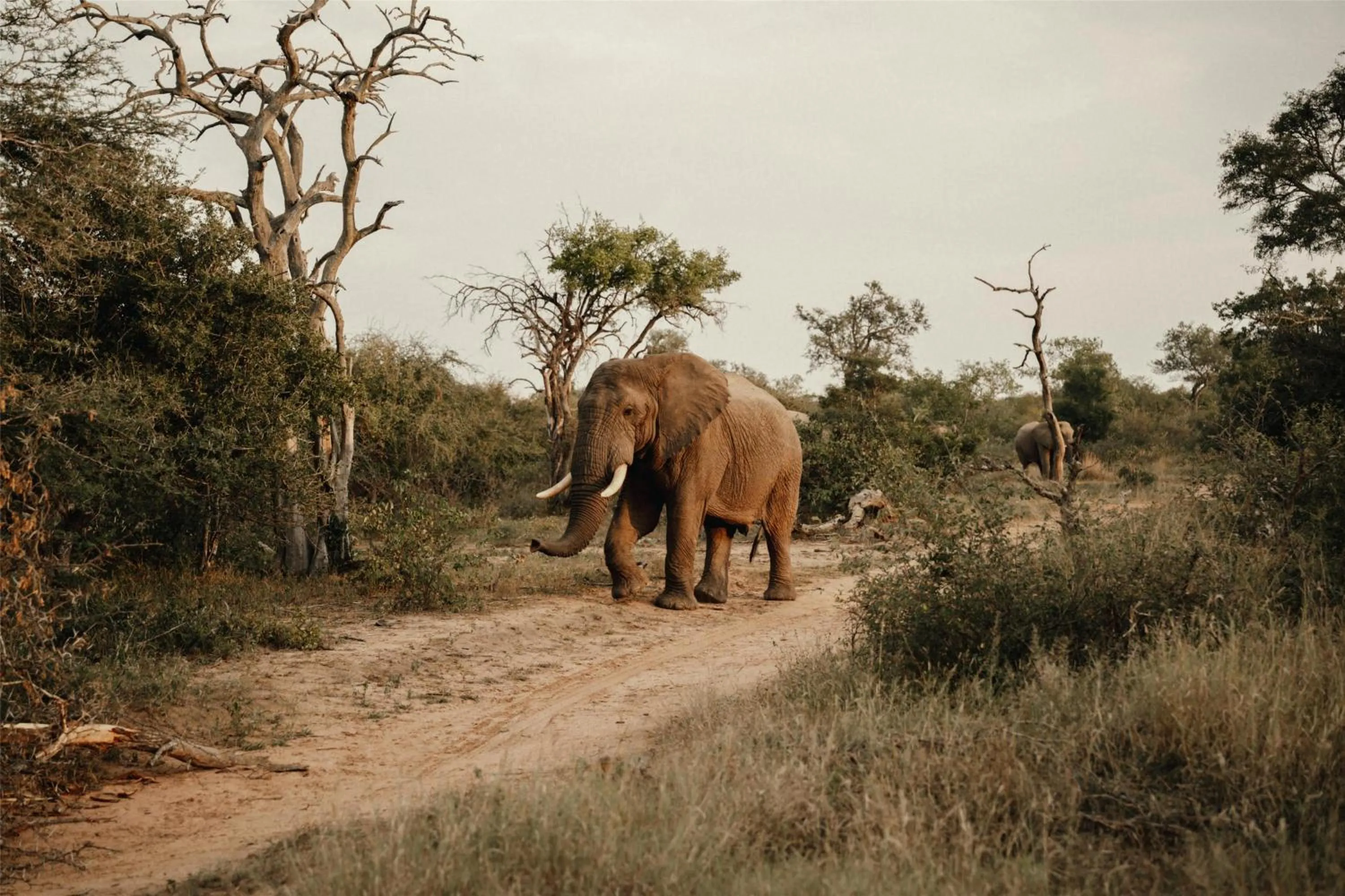 Other in Radisson Safari Hotel Hoedspruit