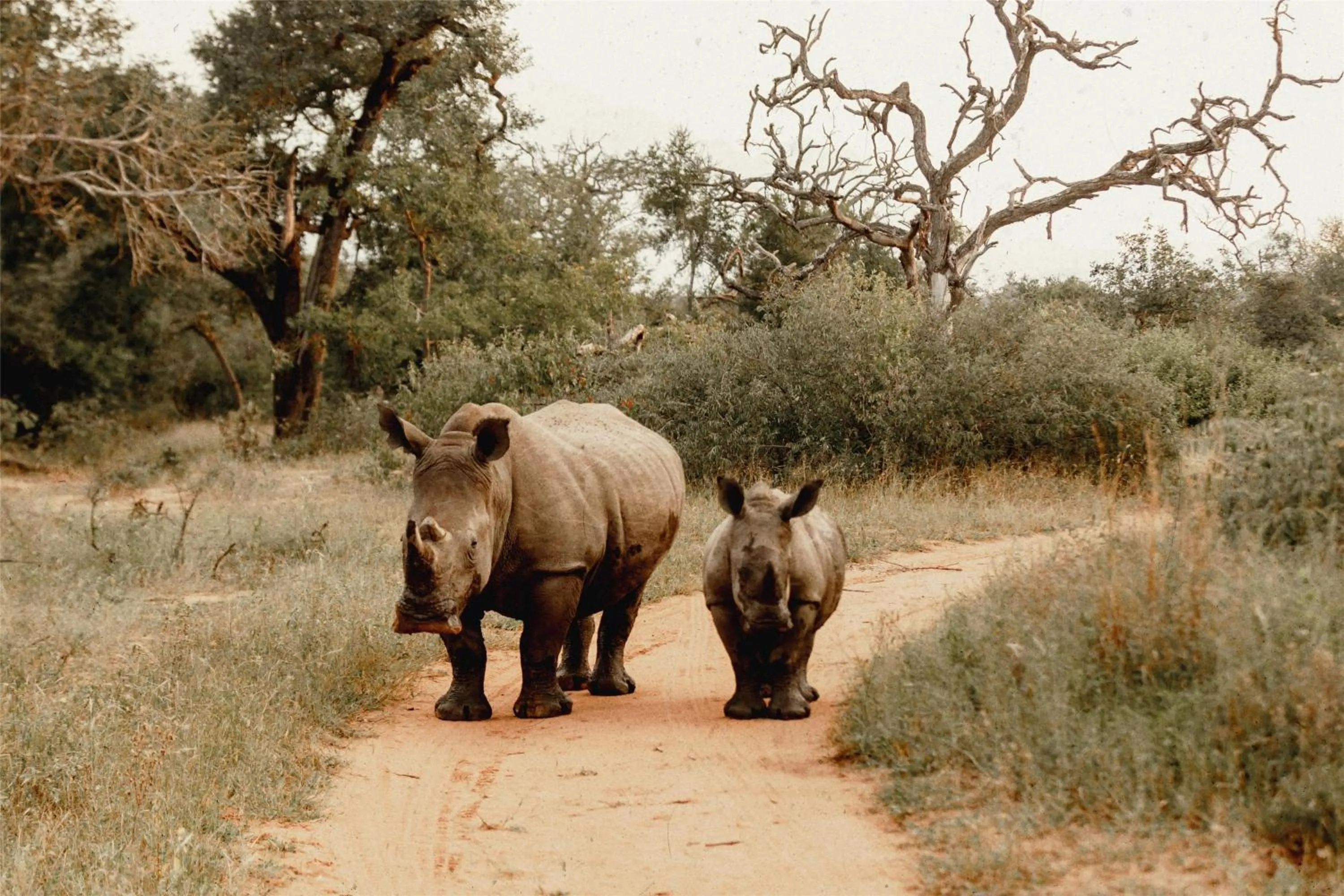 Other in Radisson Safari Hotel Hoedspruit