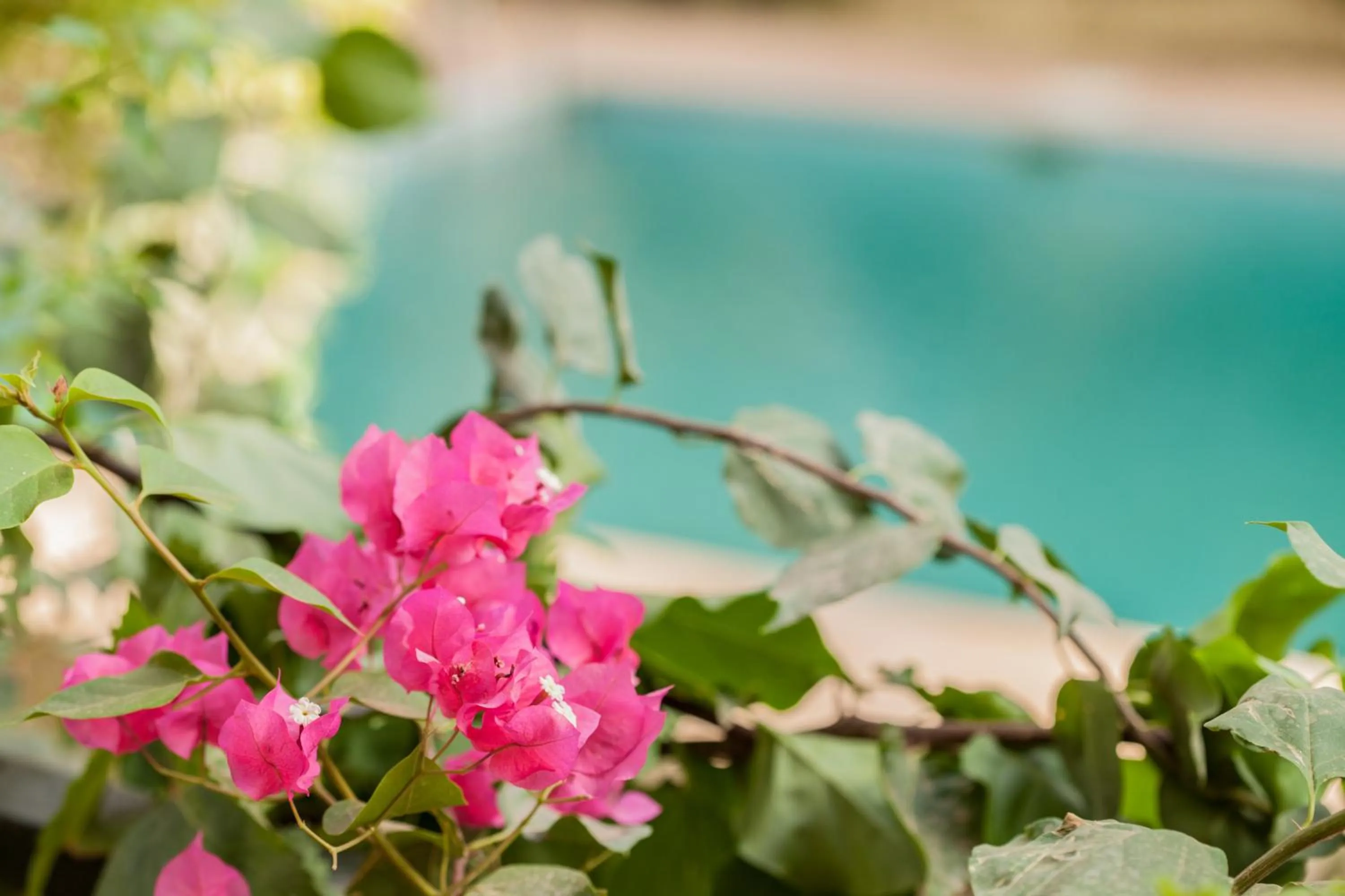 Garden view in Riad Soleil du Monde