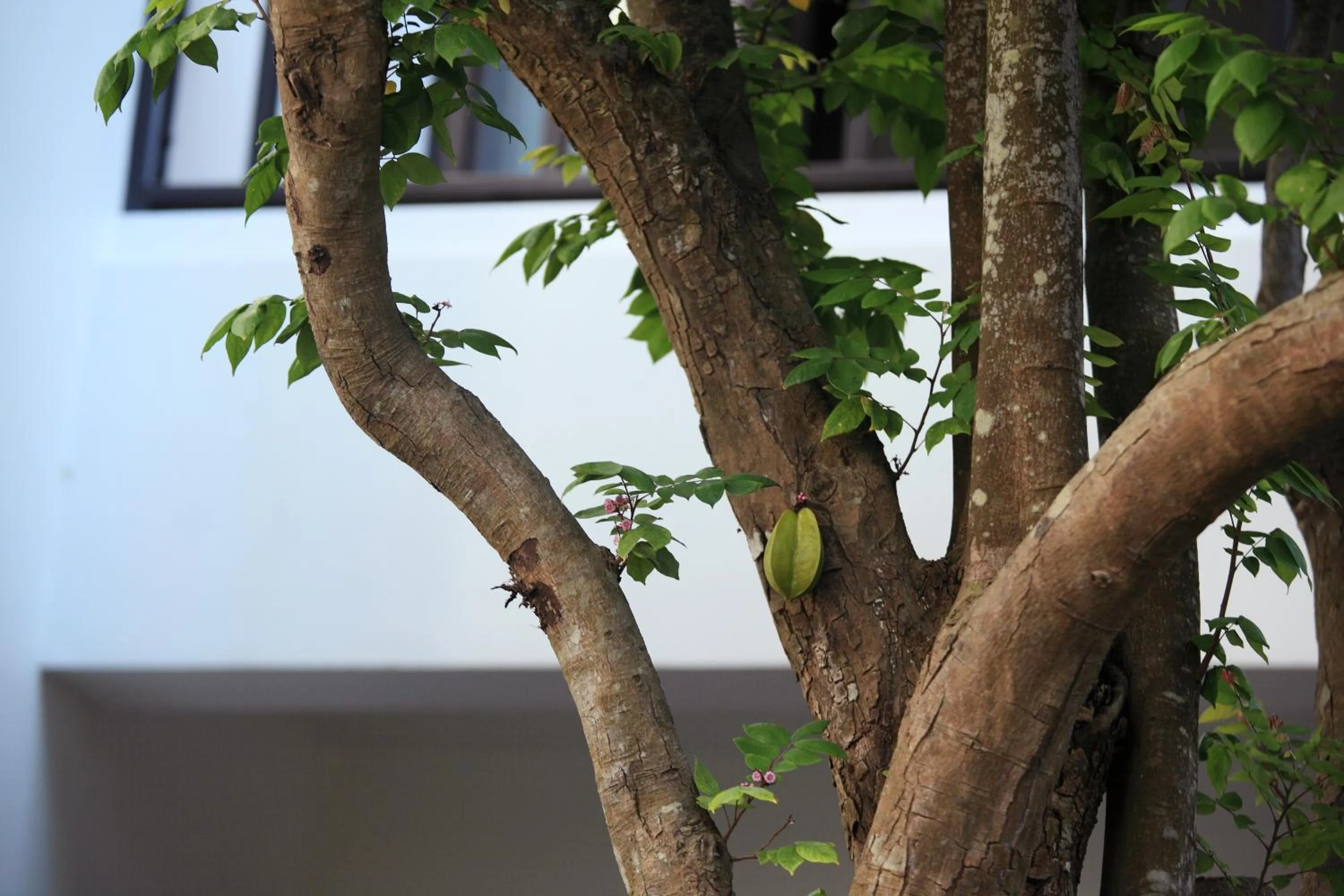 Garden in East West Villa