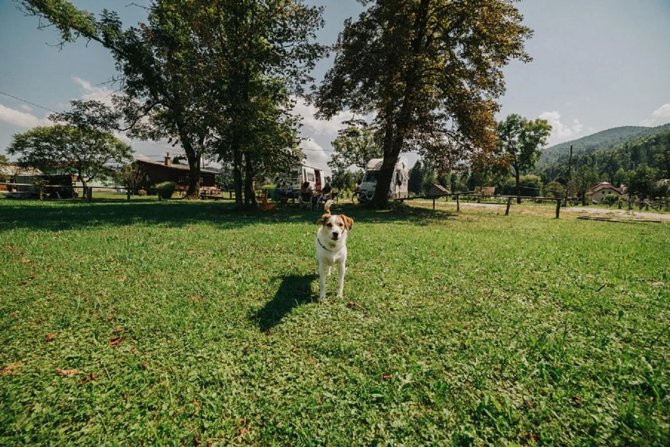 Garden in Guesthouse Bistra