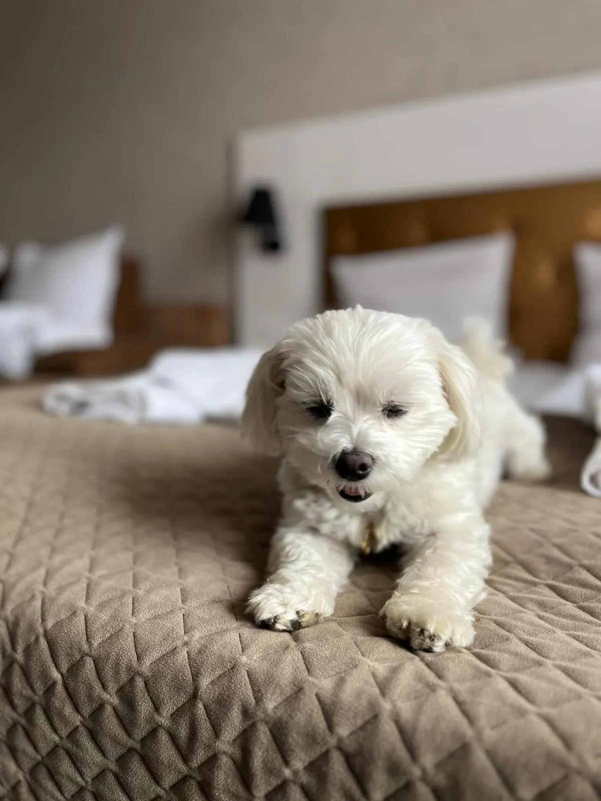 Other in Promocje Amber Park Spa