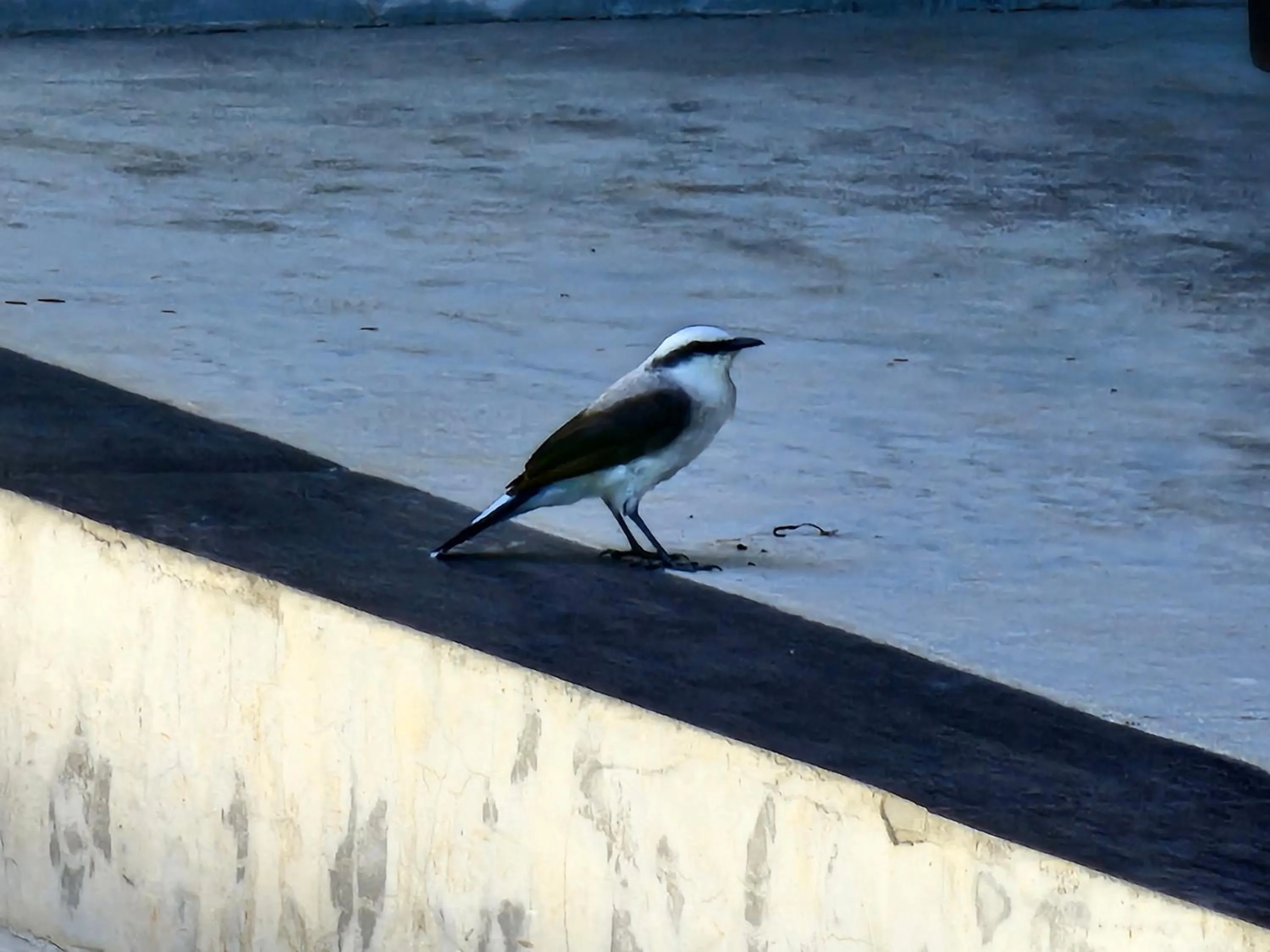 Animals in HOTEL INDIANO