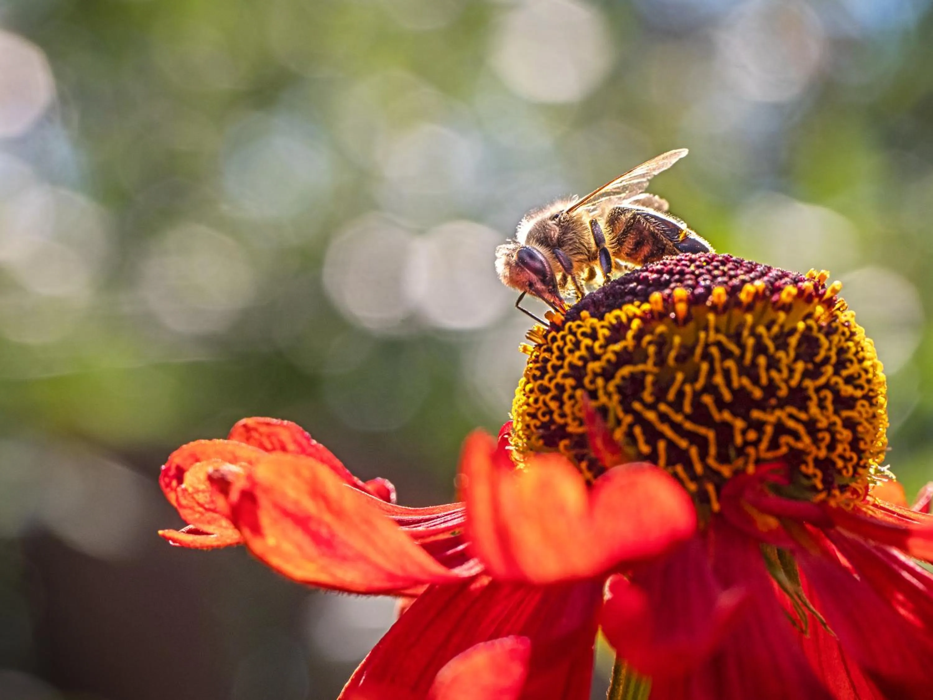 Garden in Der Brückenwirt