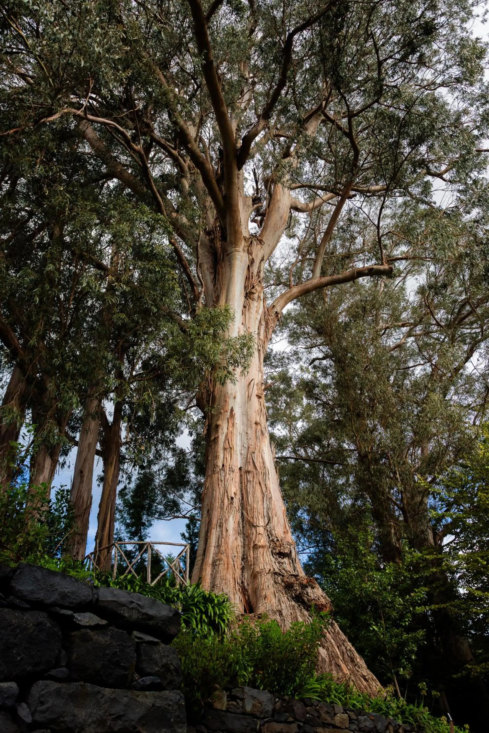 Garden in BIO Hotel - Hotel Quinta da Serra