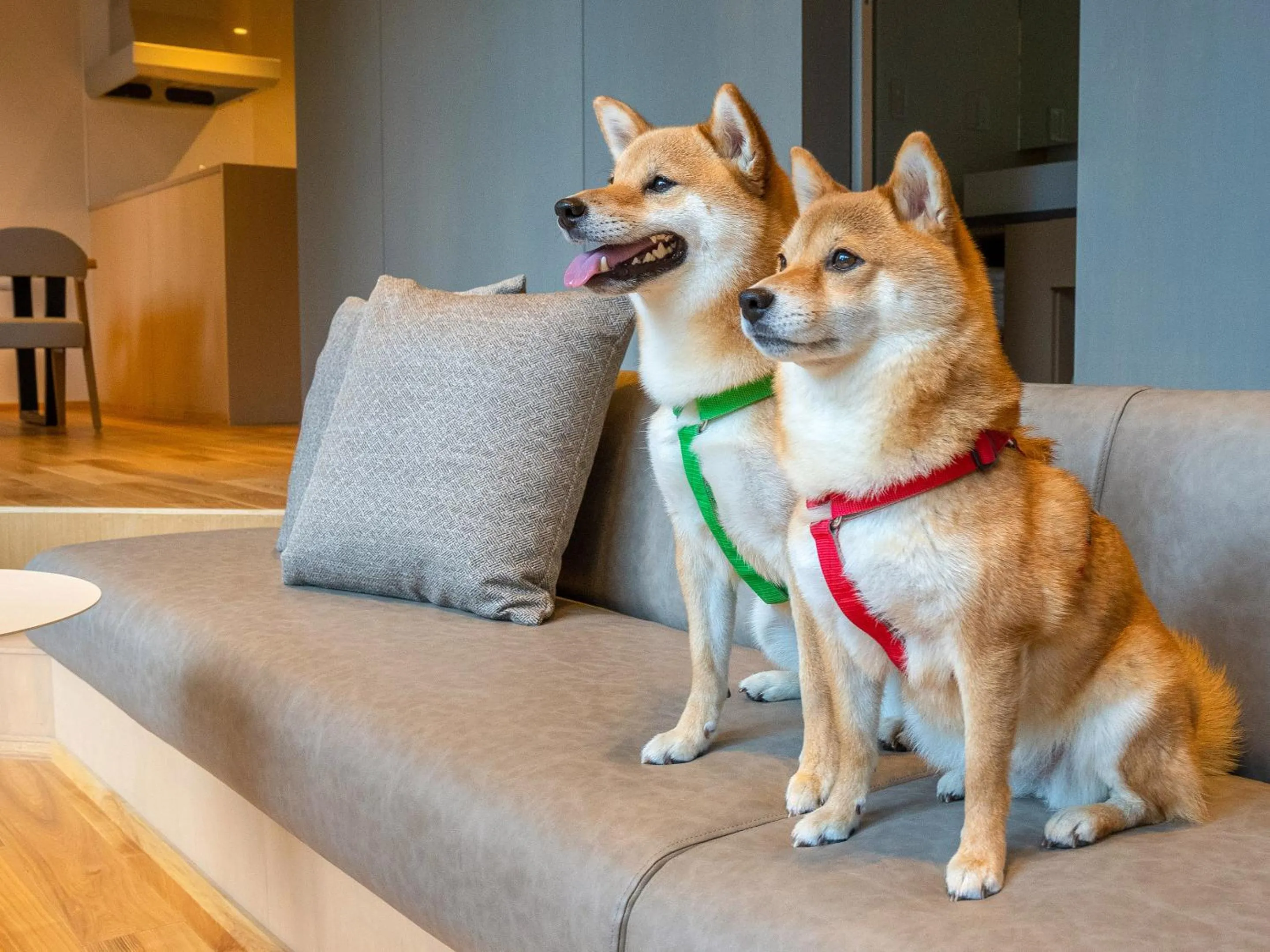 Pets in Rakuten STAY VILLA Aso Kurokawa