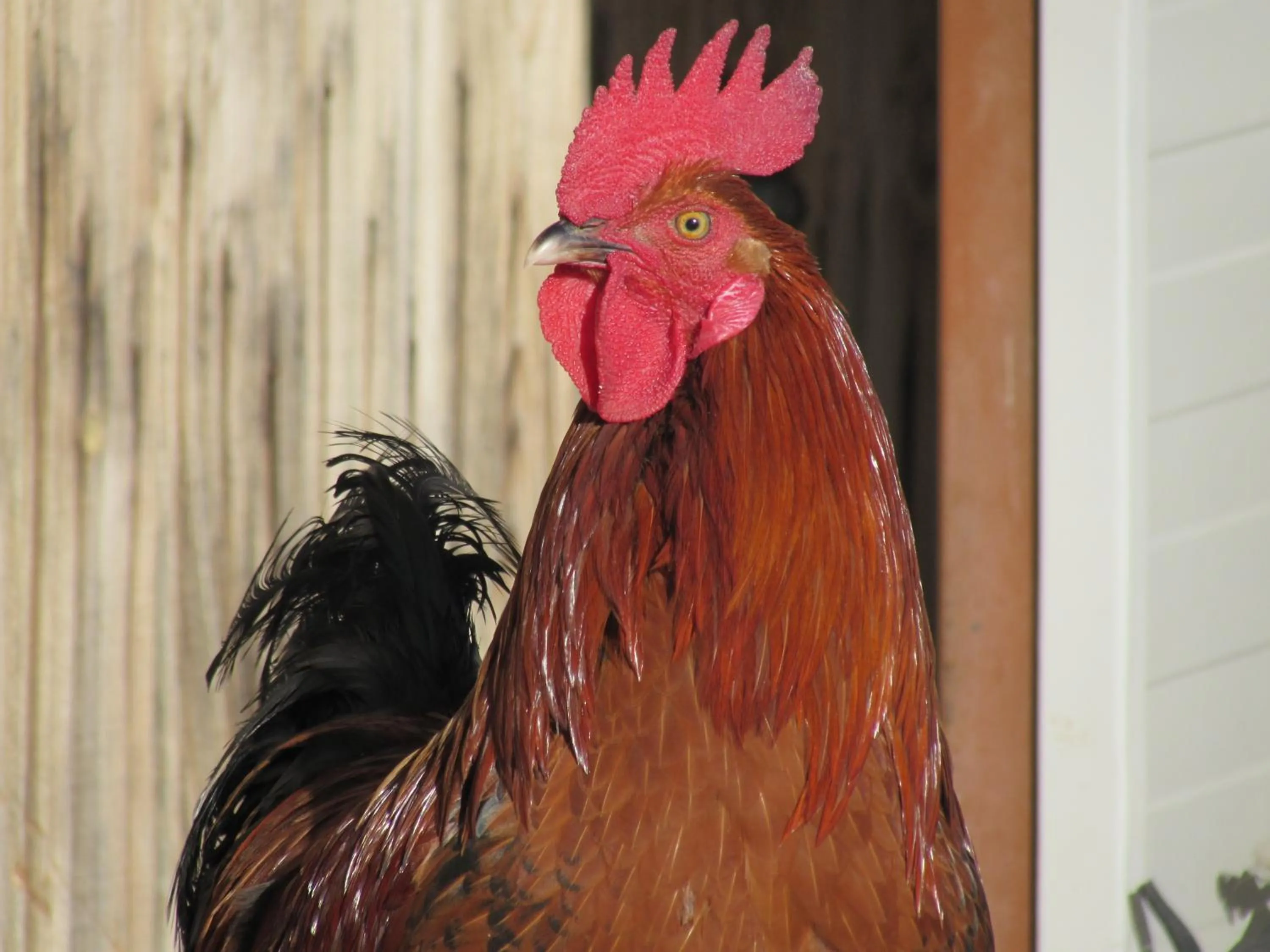 Pets in Schornhof