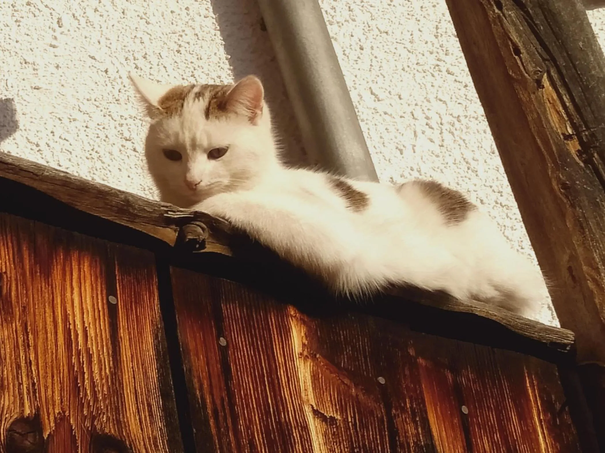 Pets in Schornhof