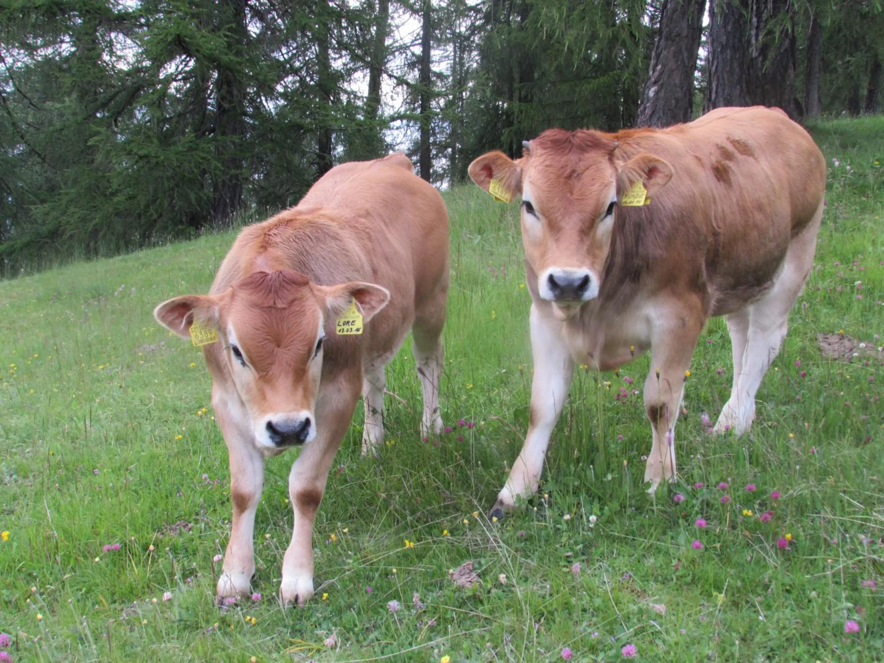 Animals in Schornhof