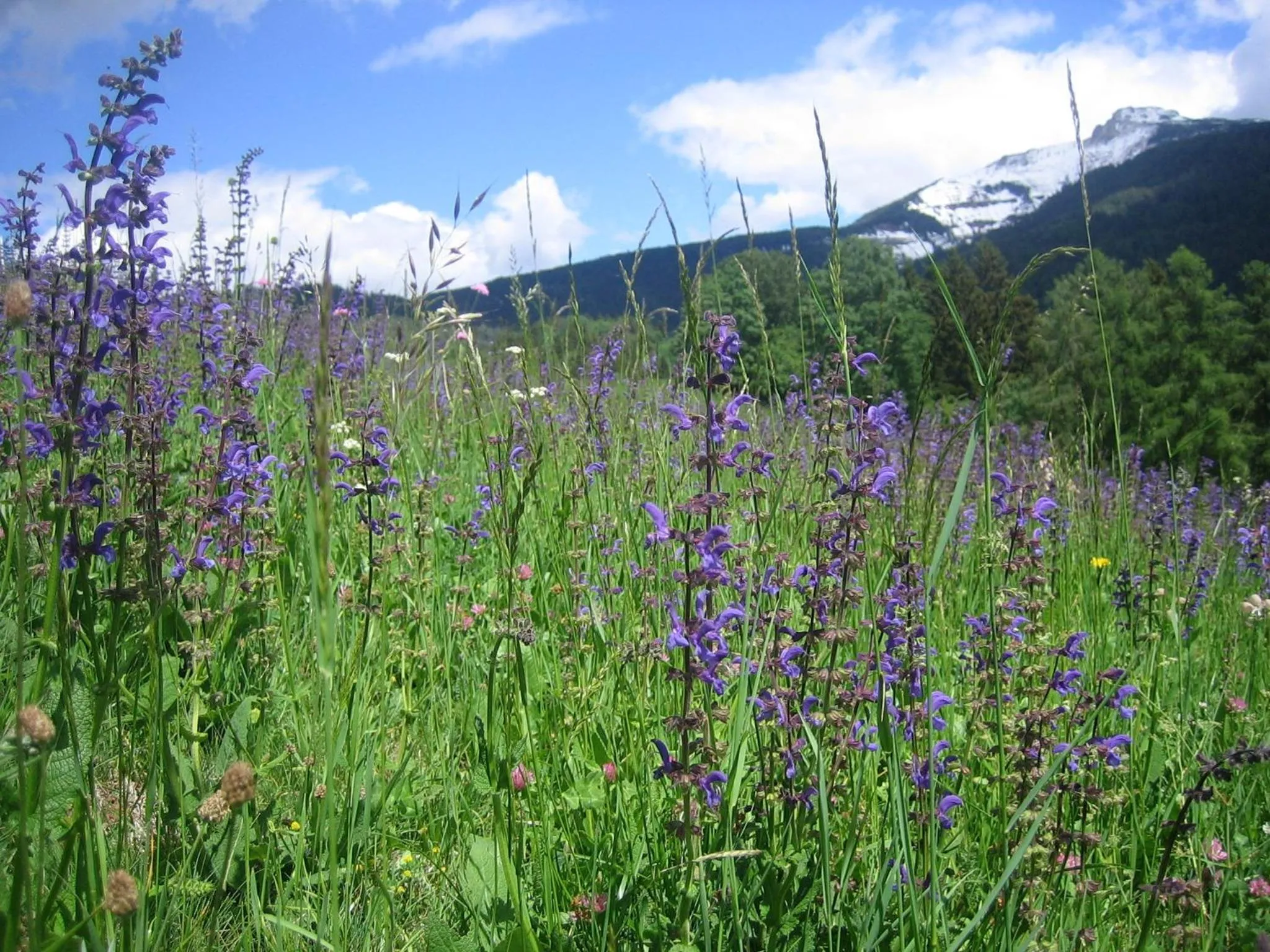 Natural landscape in Schornhof