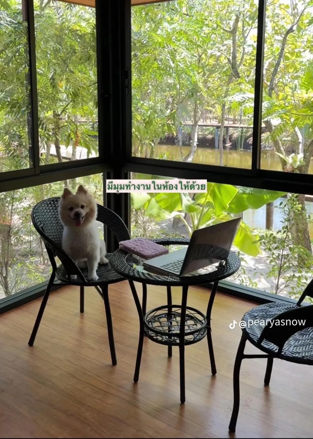 Pets in The Beatles Lagoon