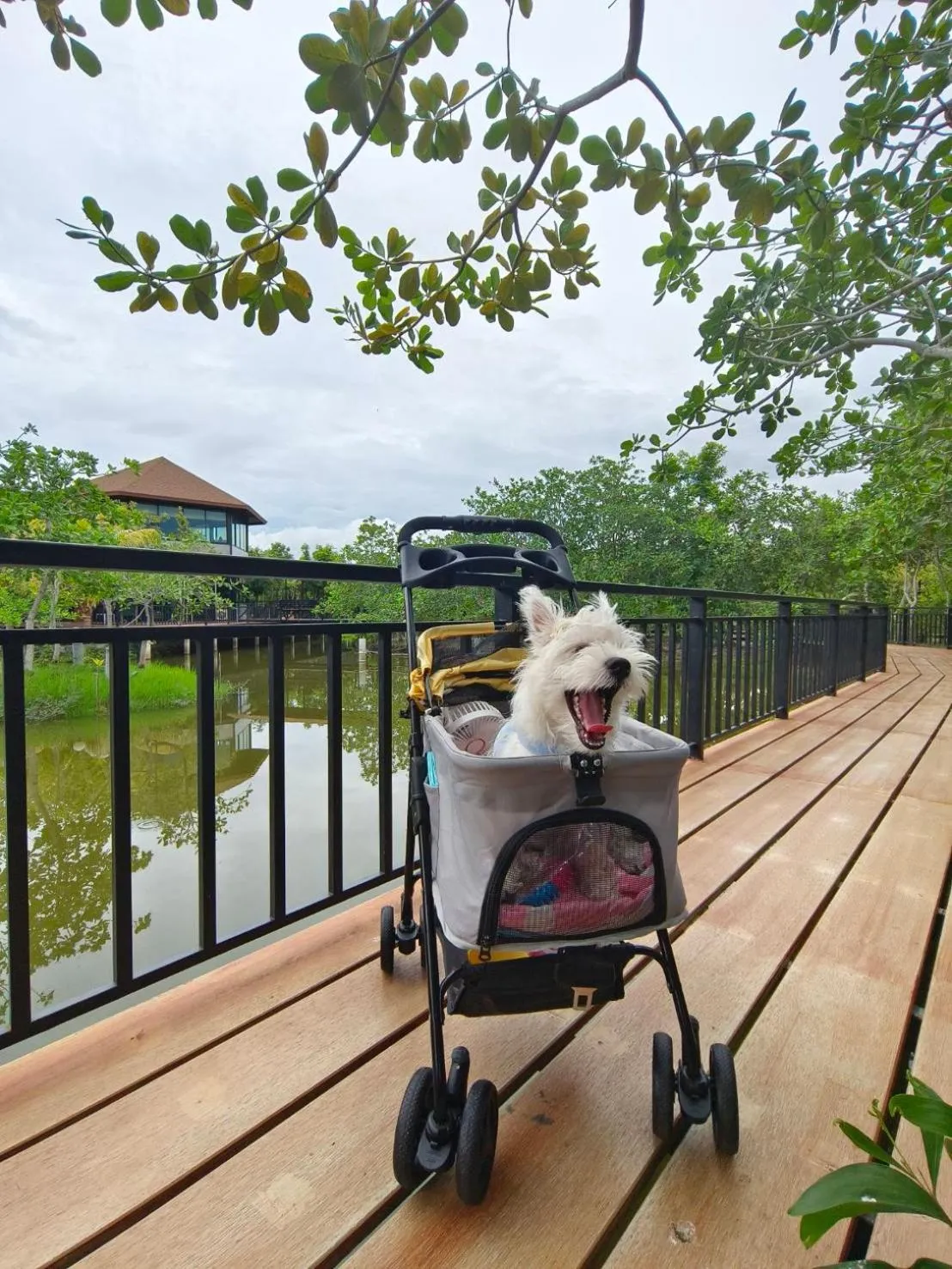 View (from property/room) in The Beatles Lagoon