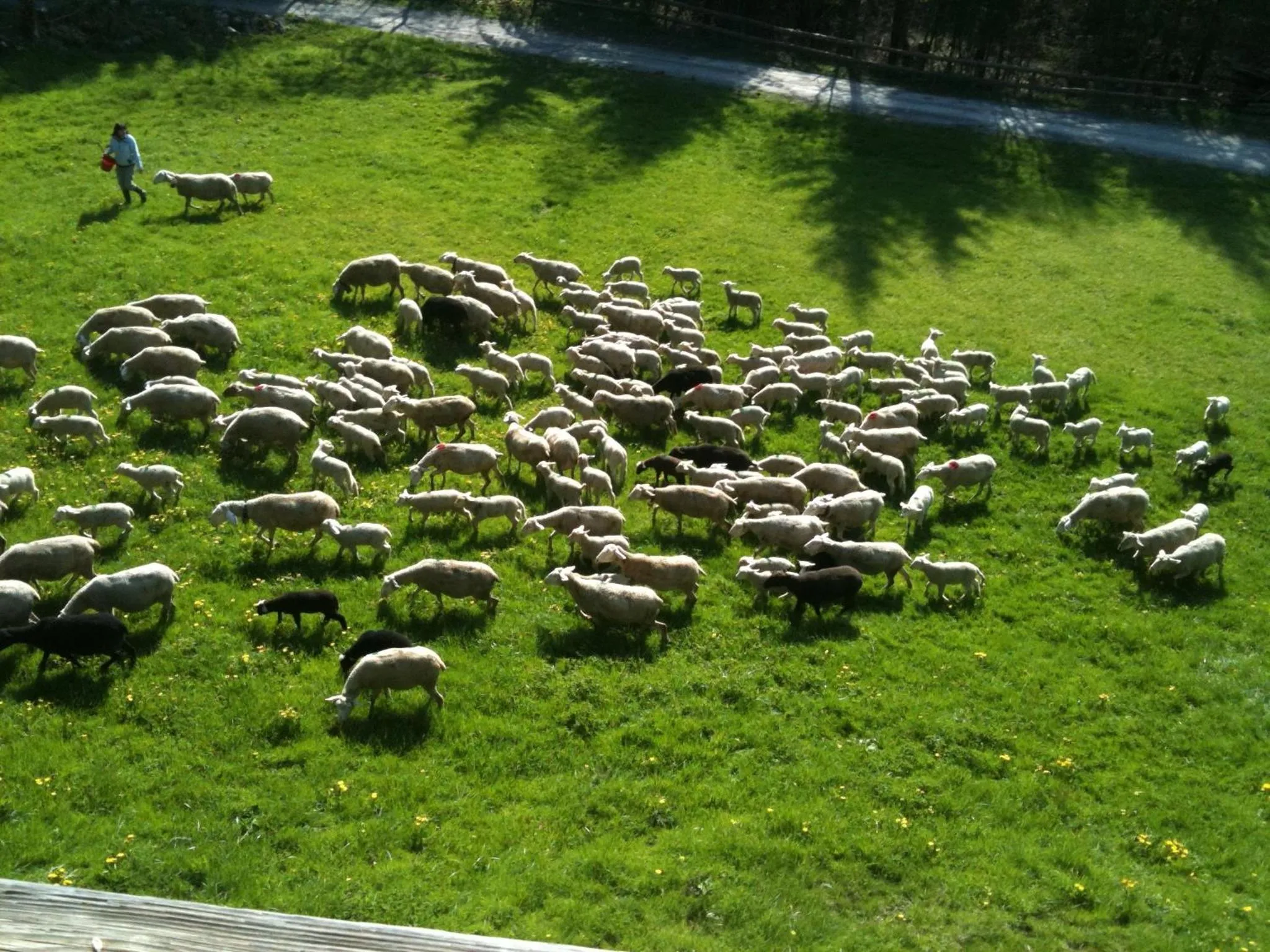 Garden in Spacious Swiss Alpine Chalet for Nature Lovers