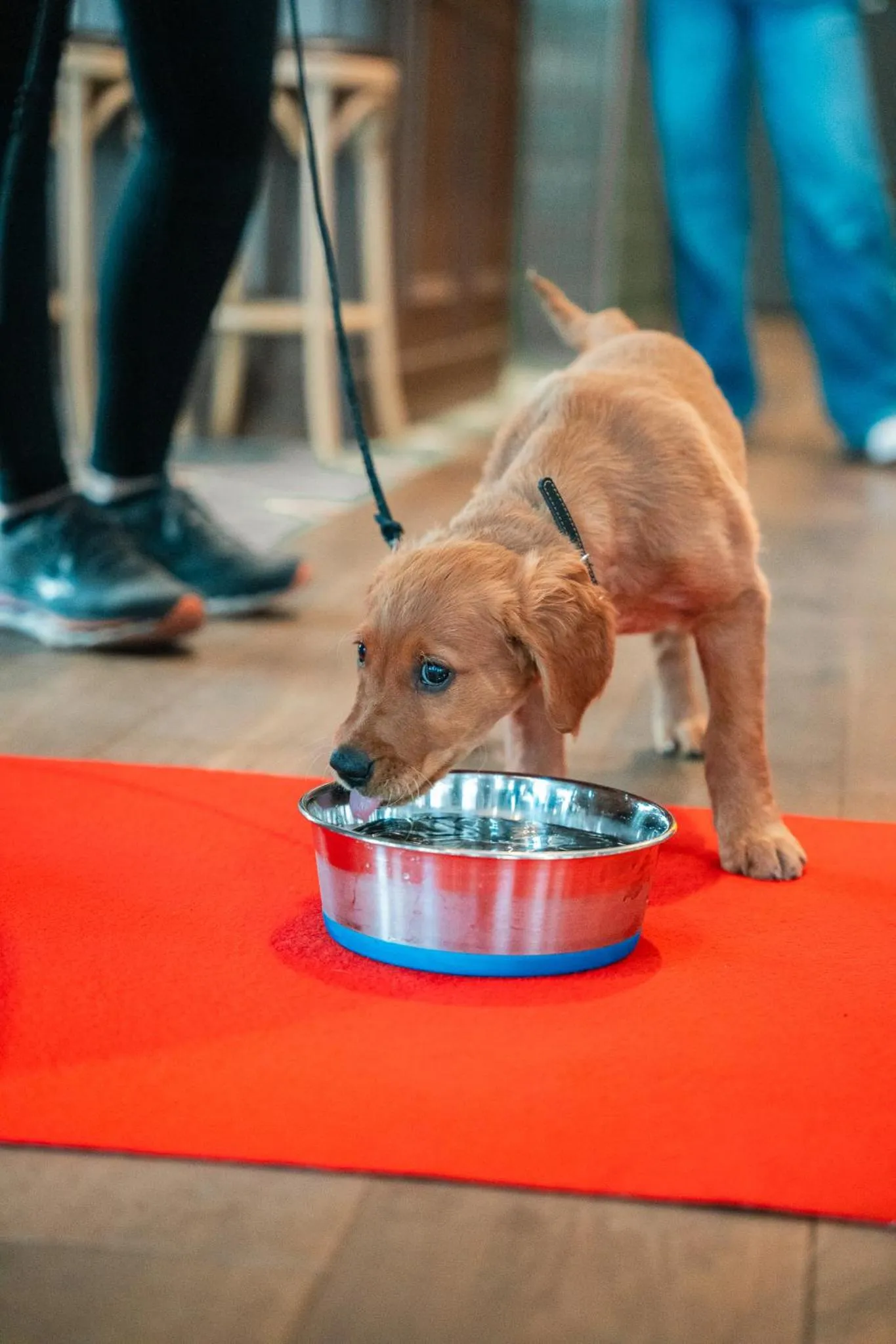 pet friendly in Hotel Fratelli