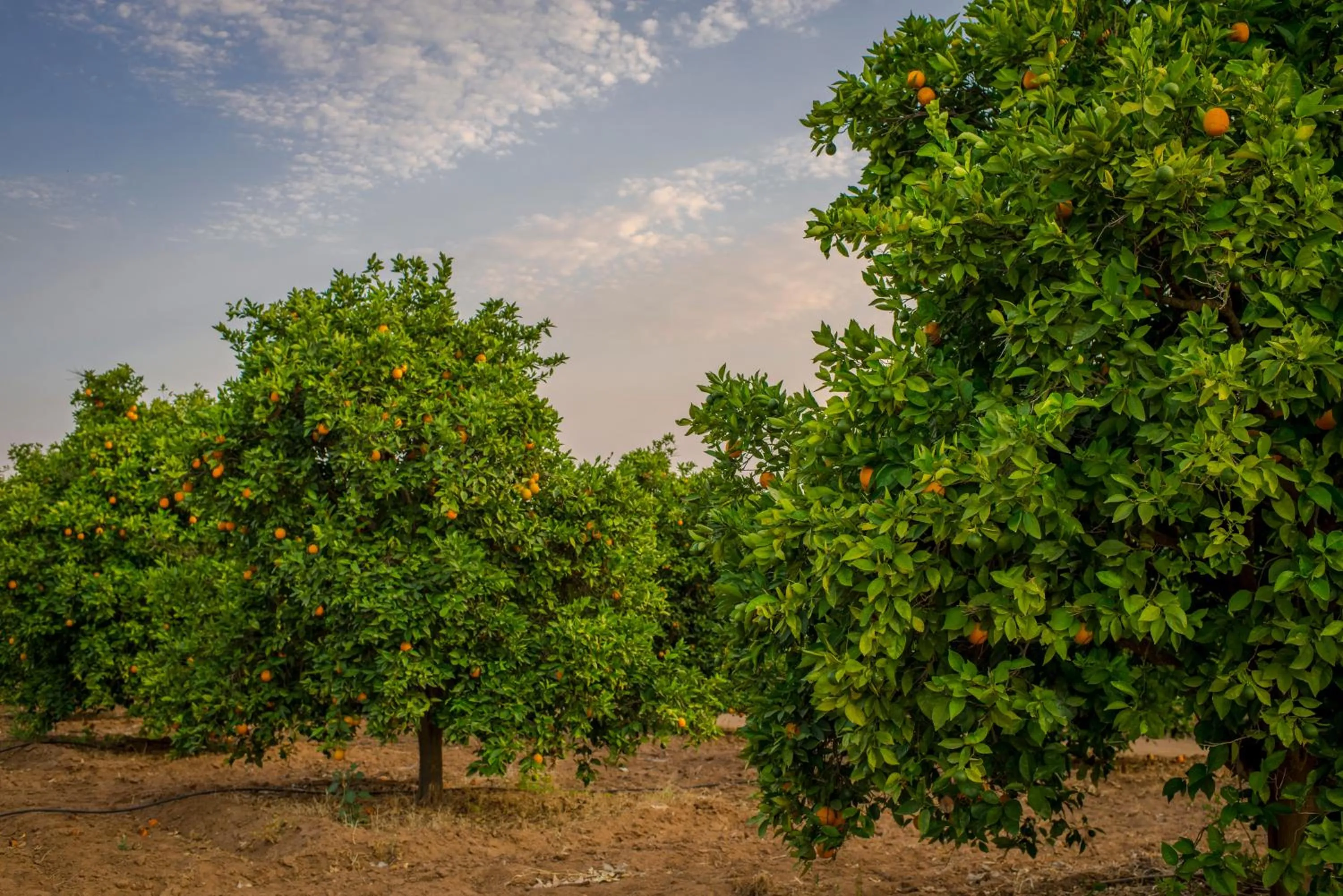 Natural landscape in Terra del Valle Bed & Breakfast