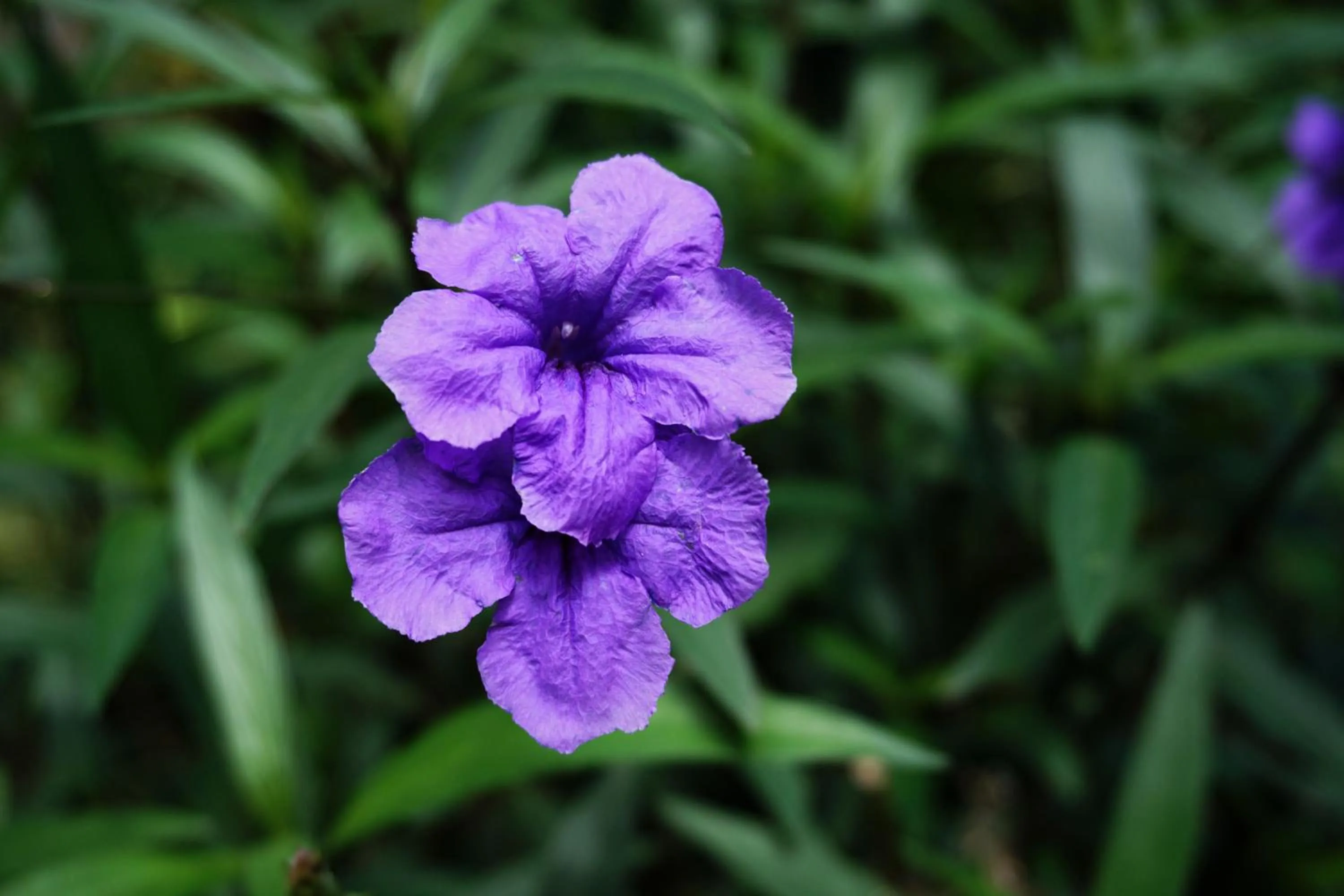 Garden in Louto Dmell Villa & Guesthouse