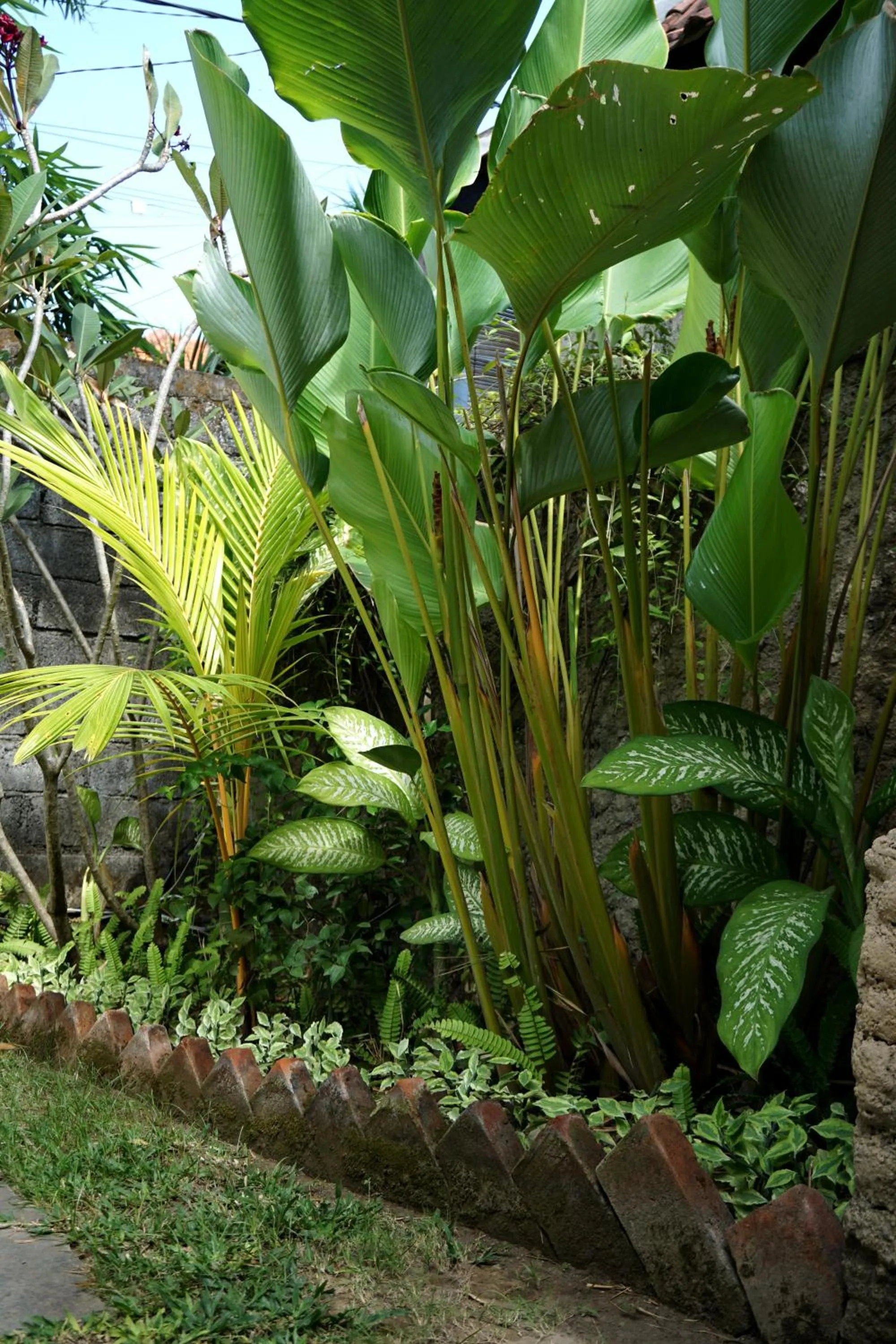 Garden in Louto Dmell Villa & Guesthouse