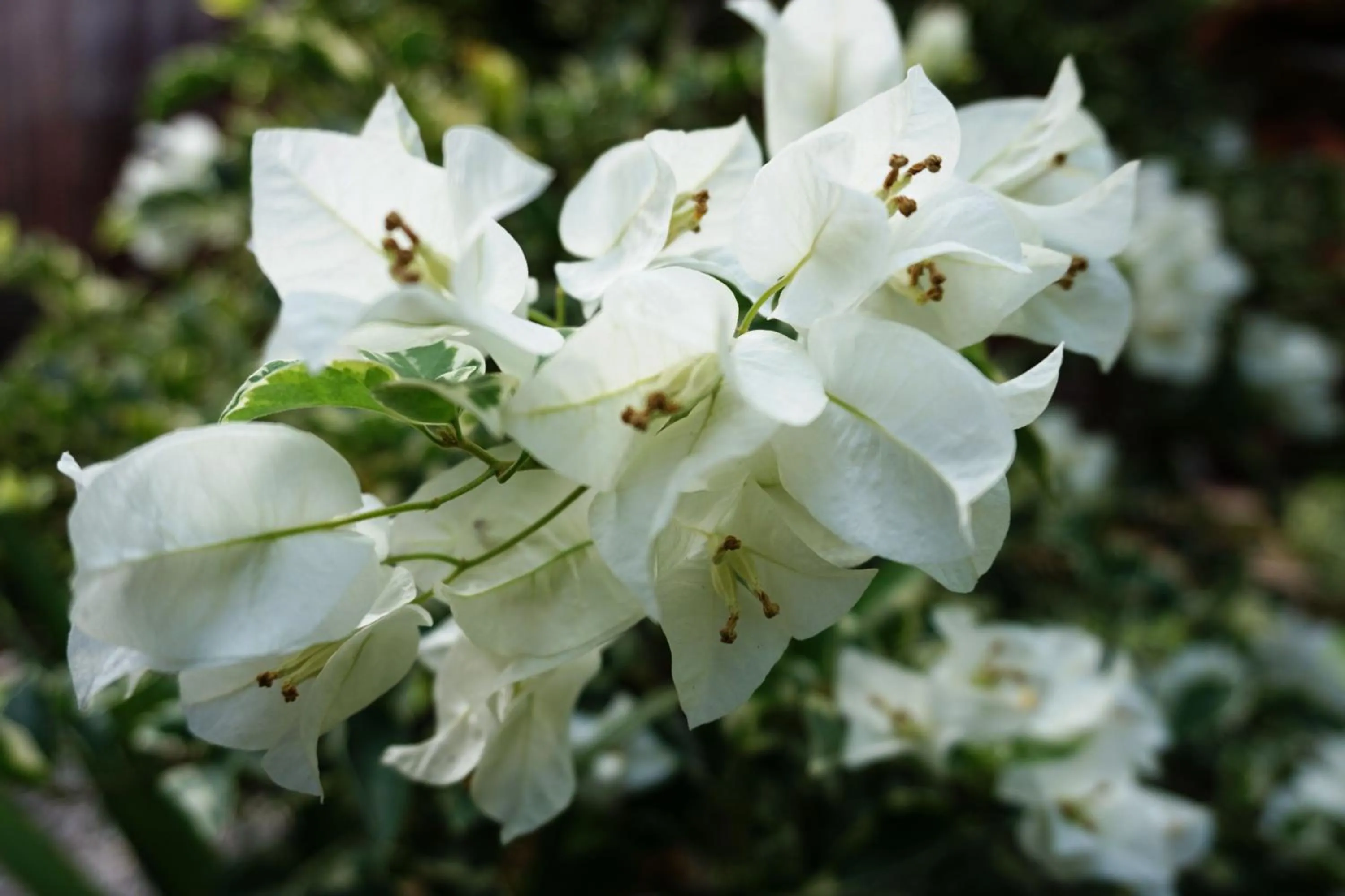 Garden in Louto Dmell Villa & Guesthouse