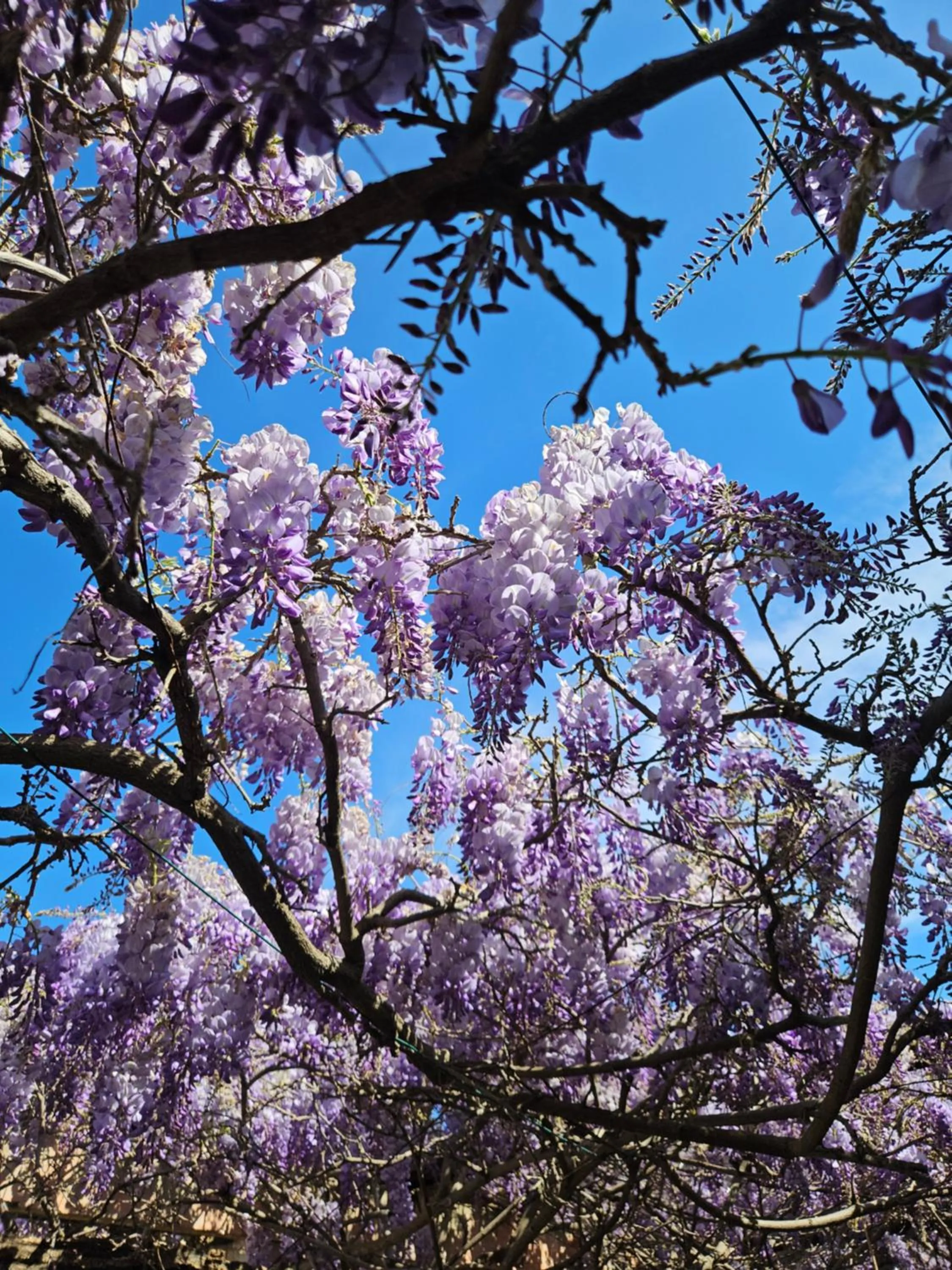 Garden in Chez Louis