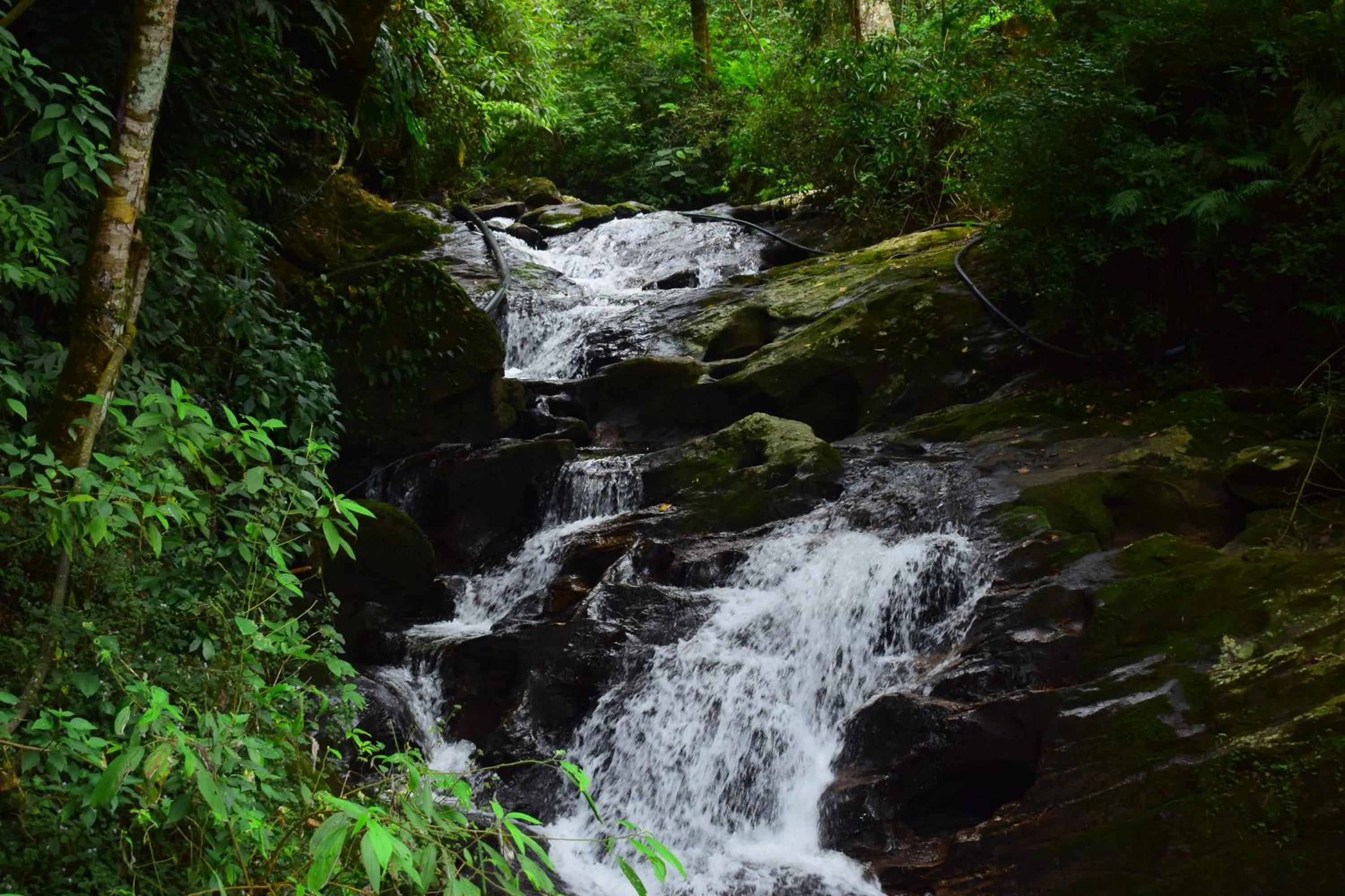 Natural landscape in Elixir Woods Luxury Resort And Spa, Munnar