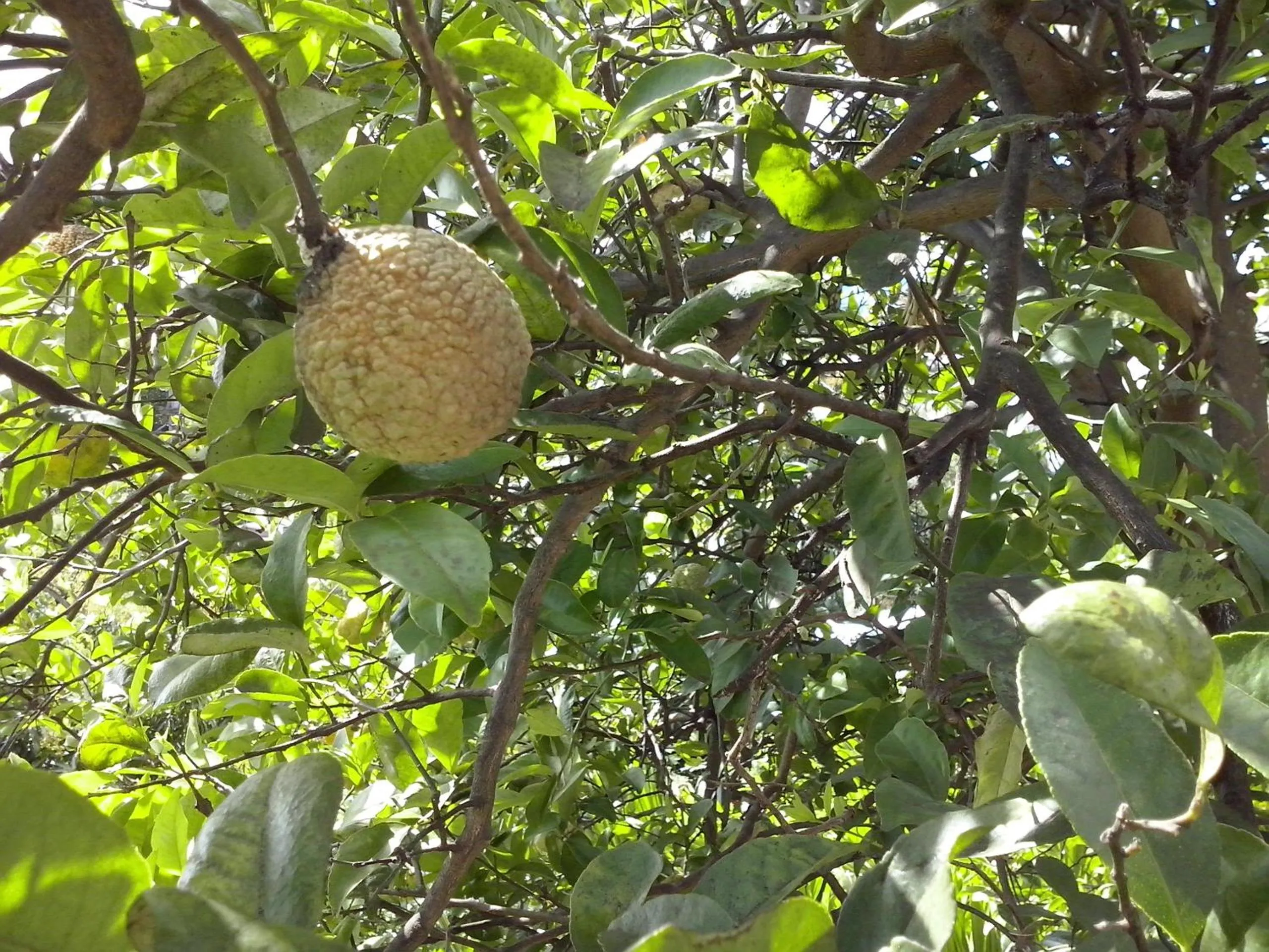 Garden view in Villa Hélèna B&B