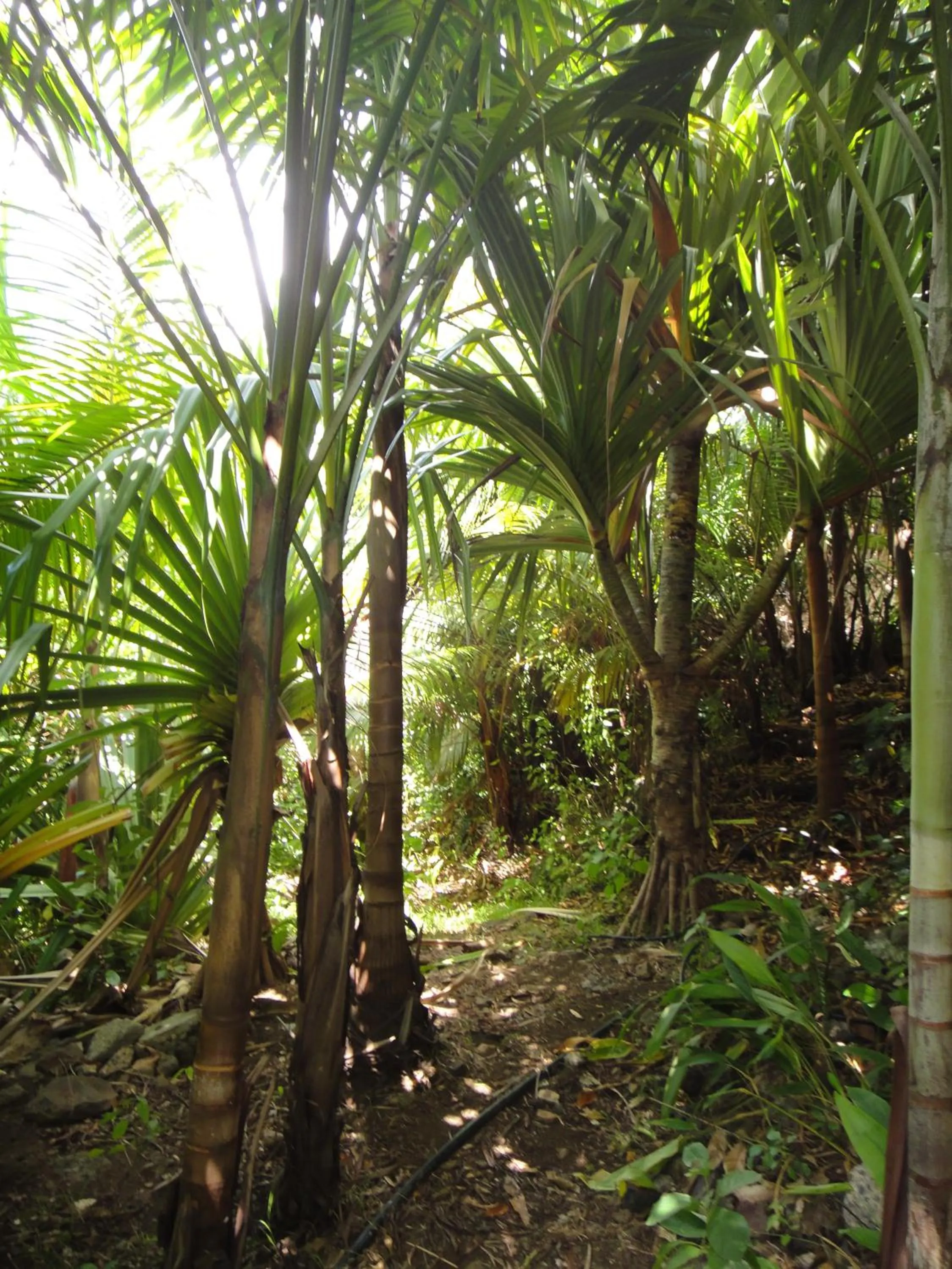 Natural landscape in Villa Hélèna B&B