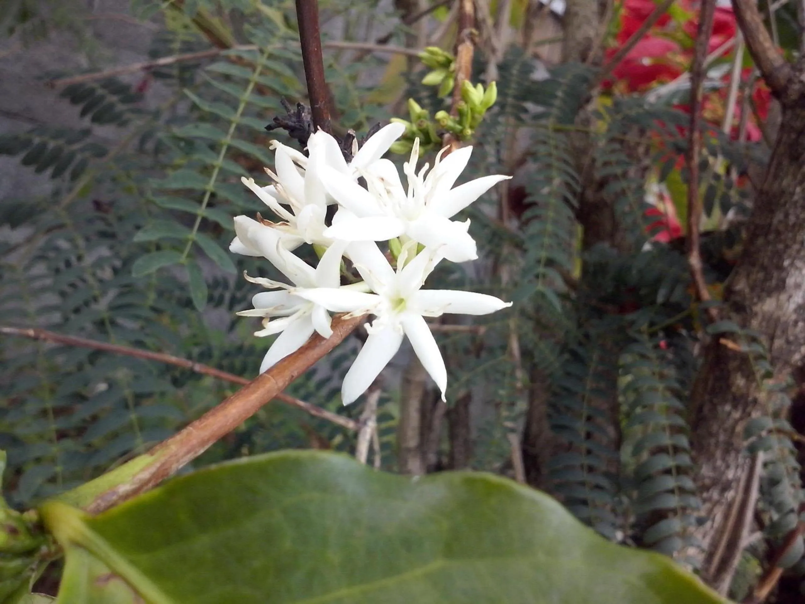 Other in Villa Hélèna B&B