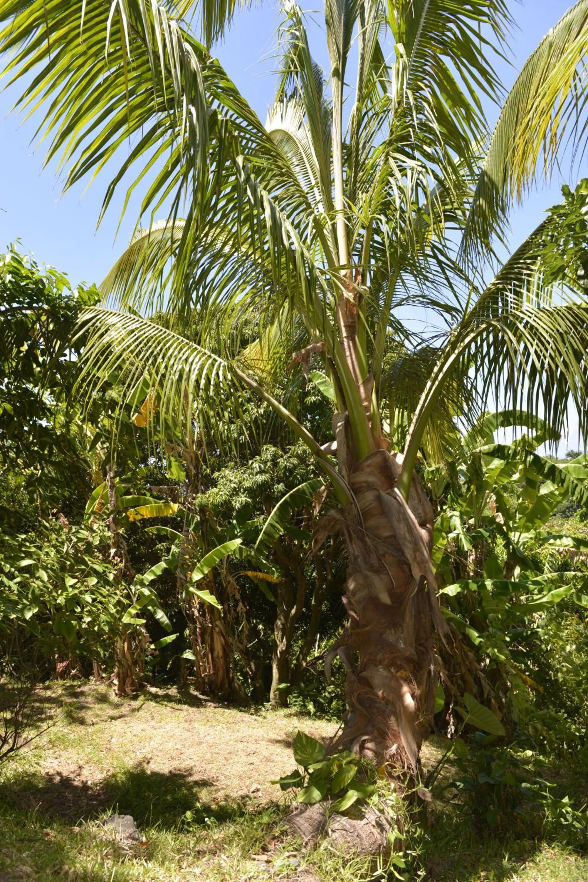 Garden in Villa Hélèna B&B