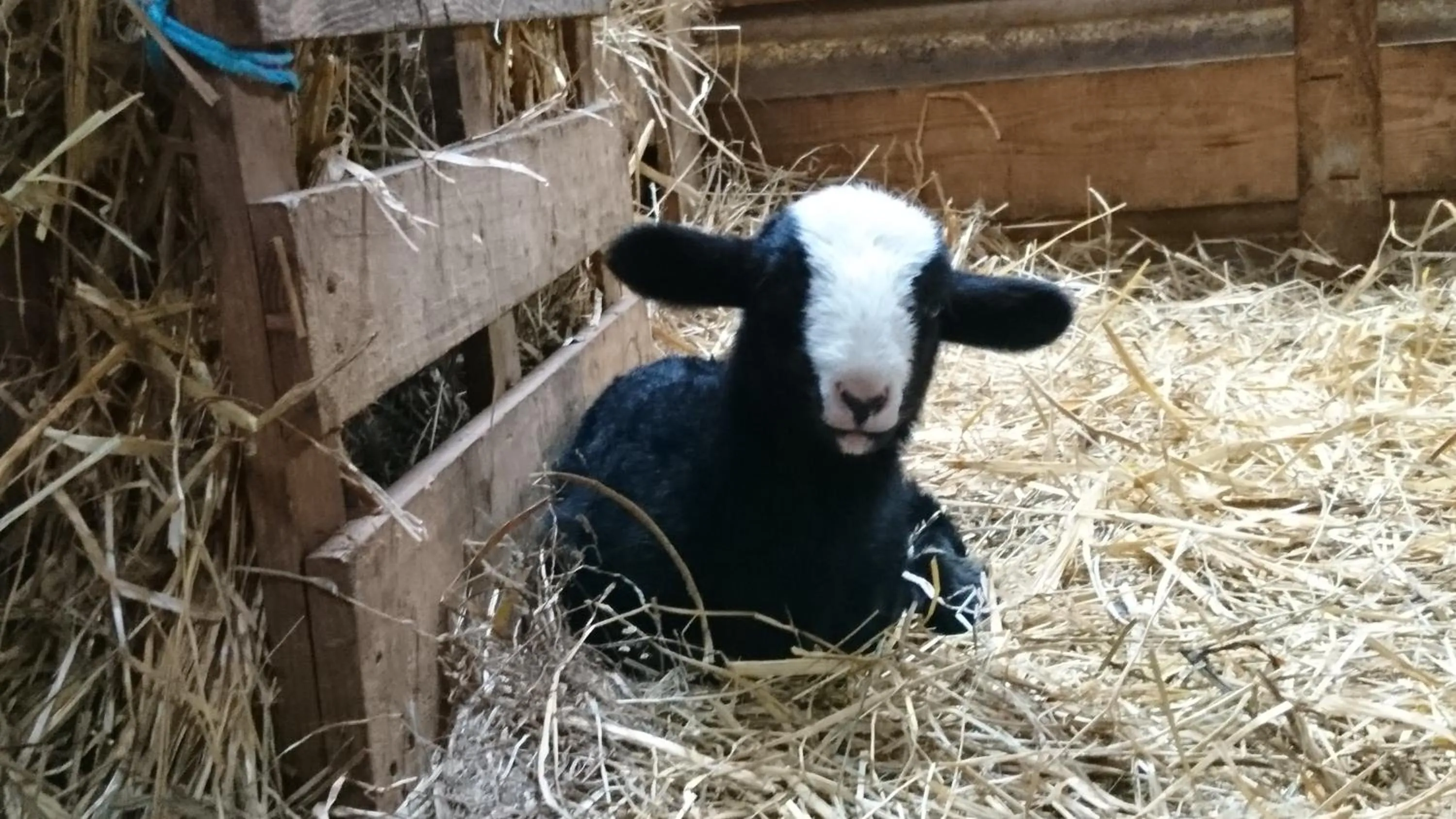 Animals in Chateau de Durianne
