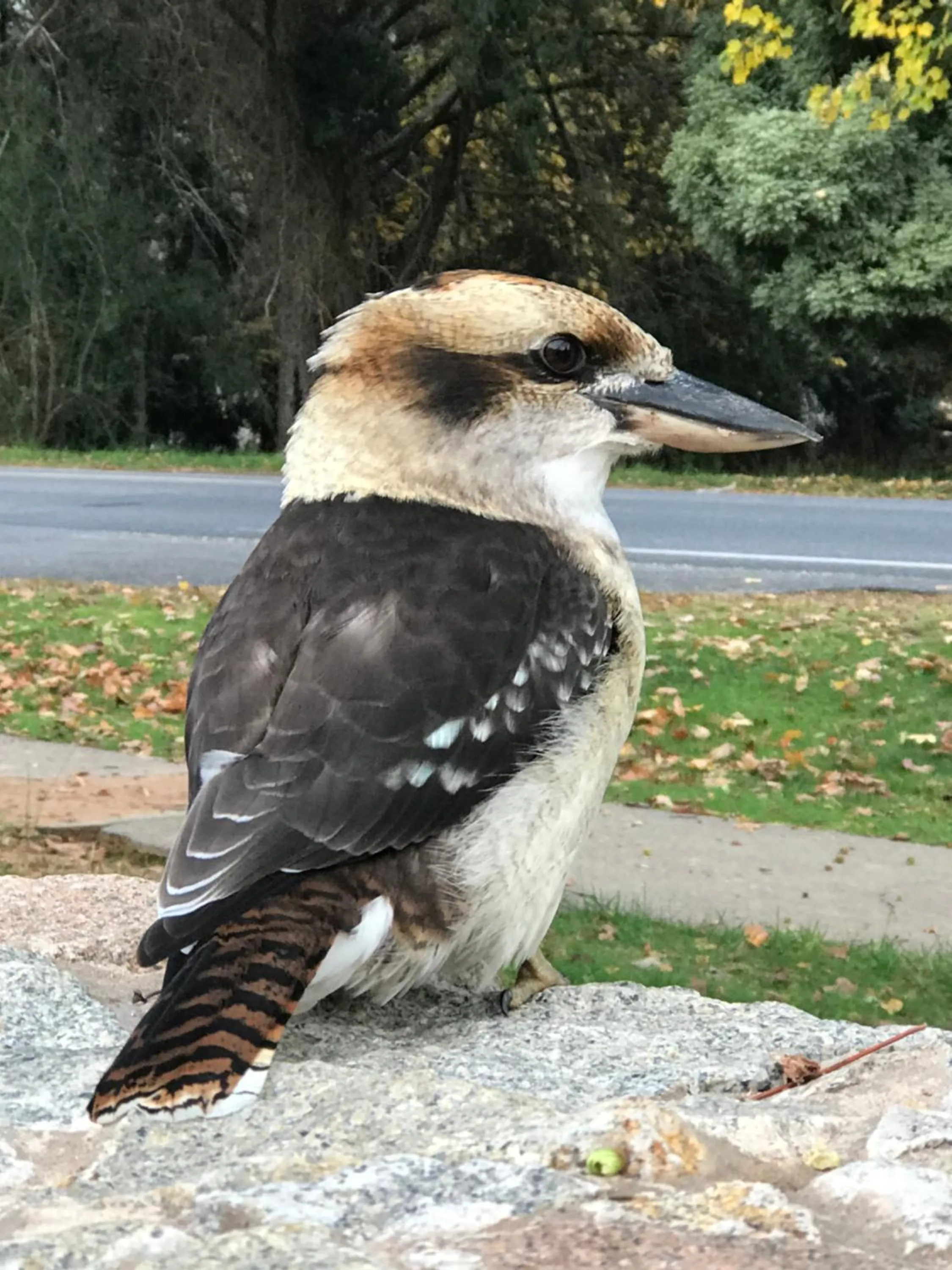 Harrietville Hotel Motel