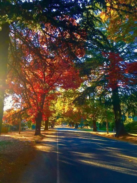 Natural landscape in Harrietville Hotel Motel